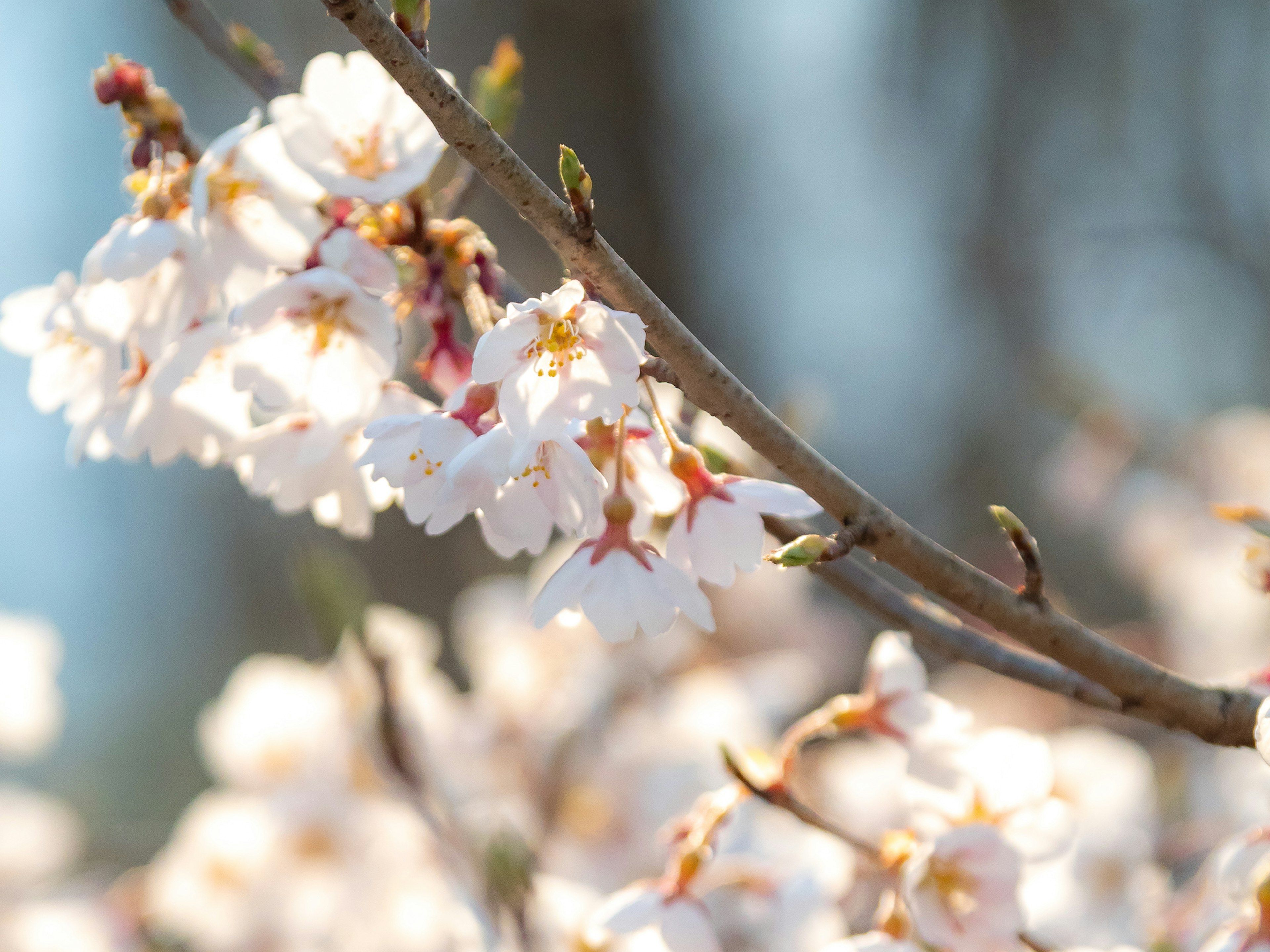 Close-up bunga sakura di cabang