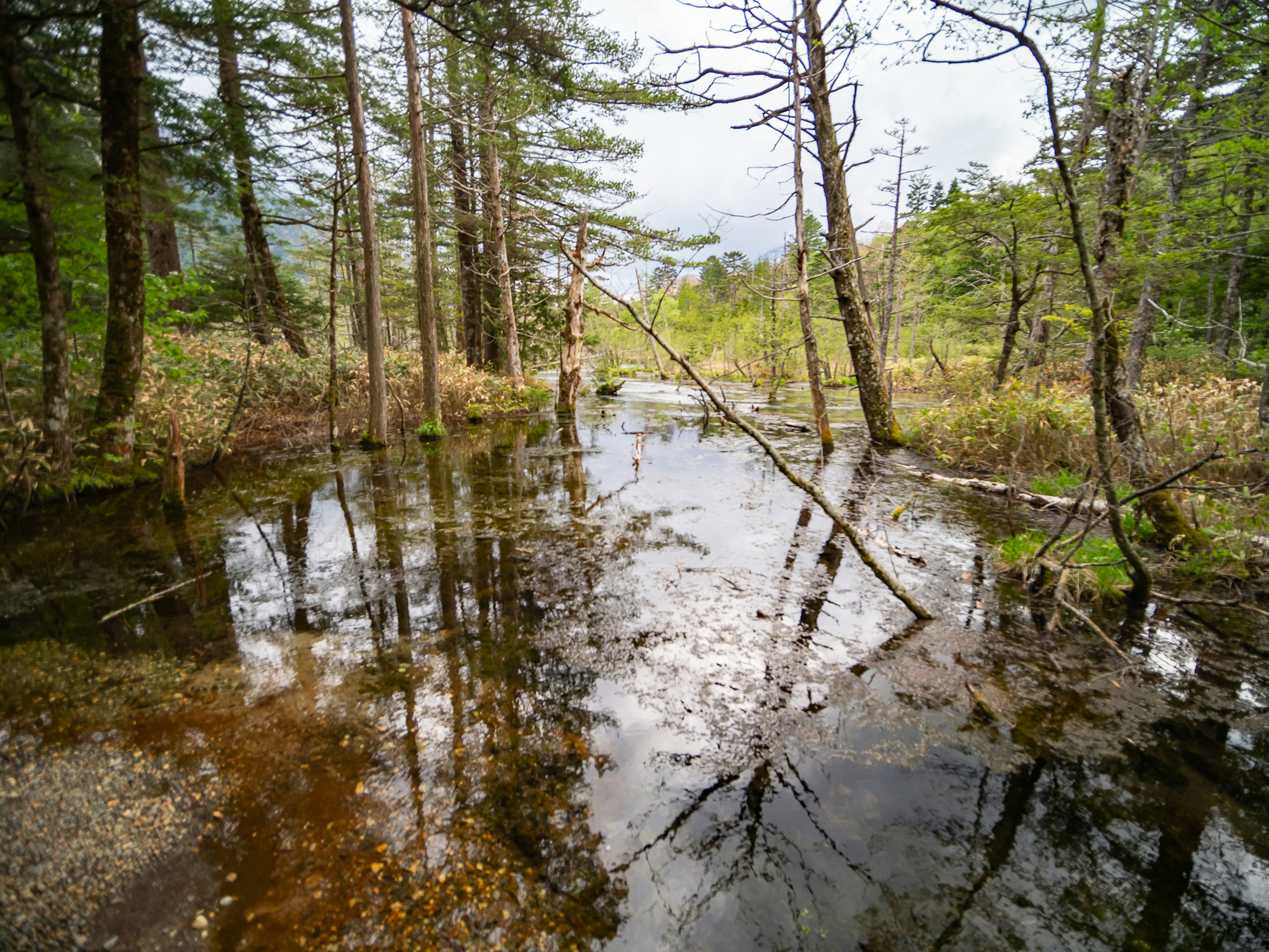 Serene forest stream reflecting trees and sky