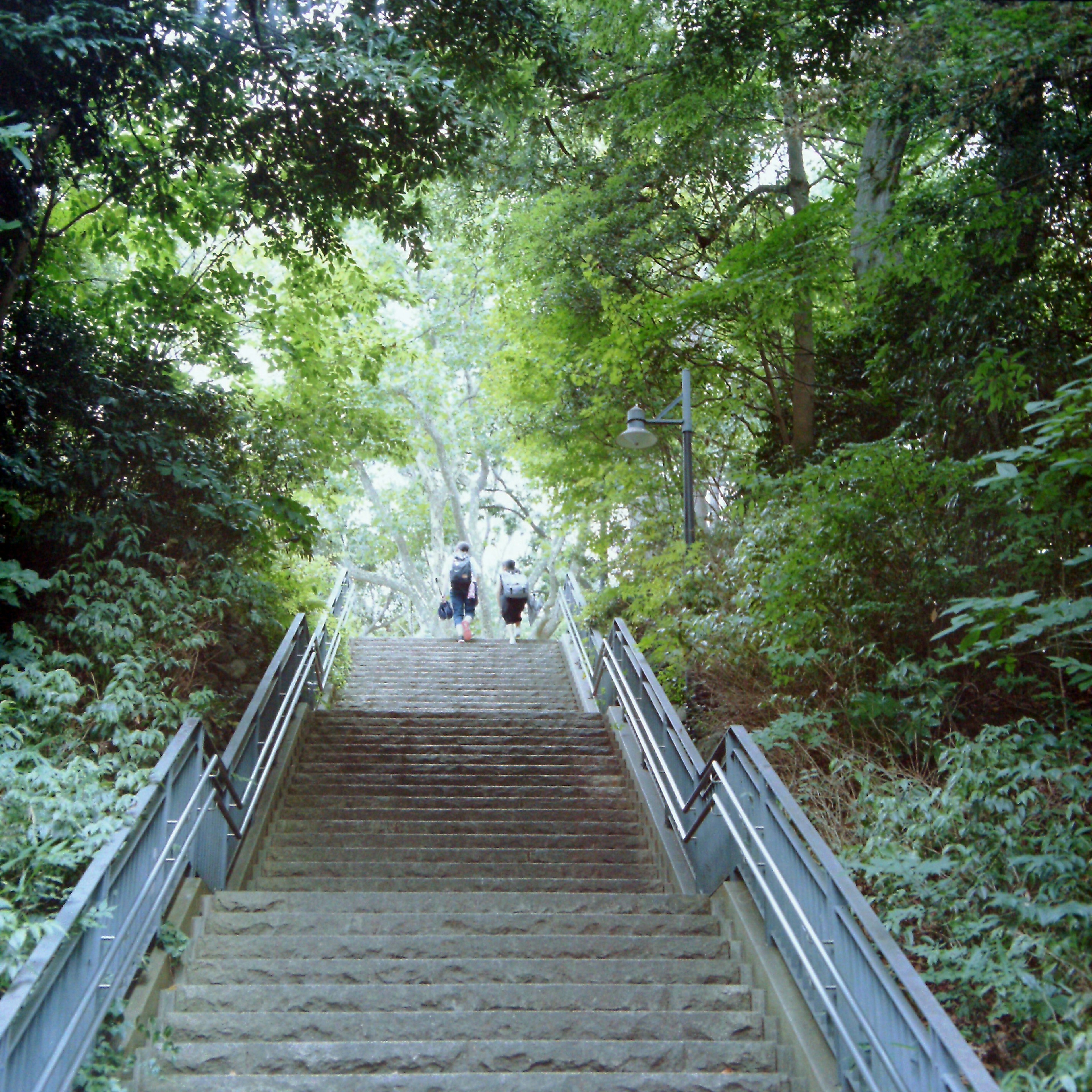 Dos personas subiendo una escalera rodeada de vegetación exuberante