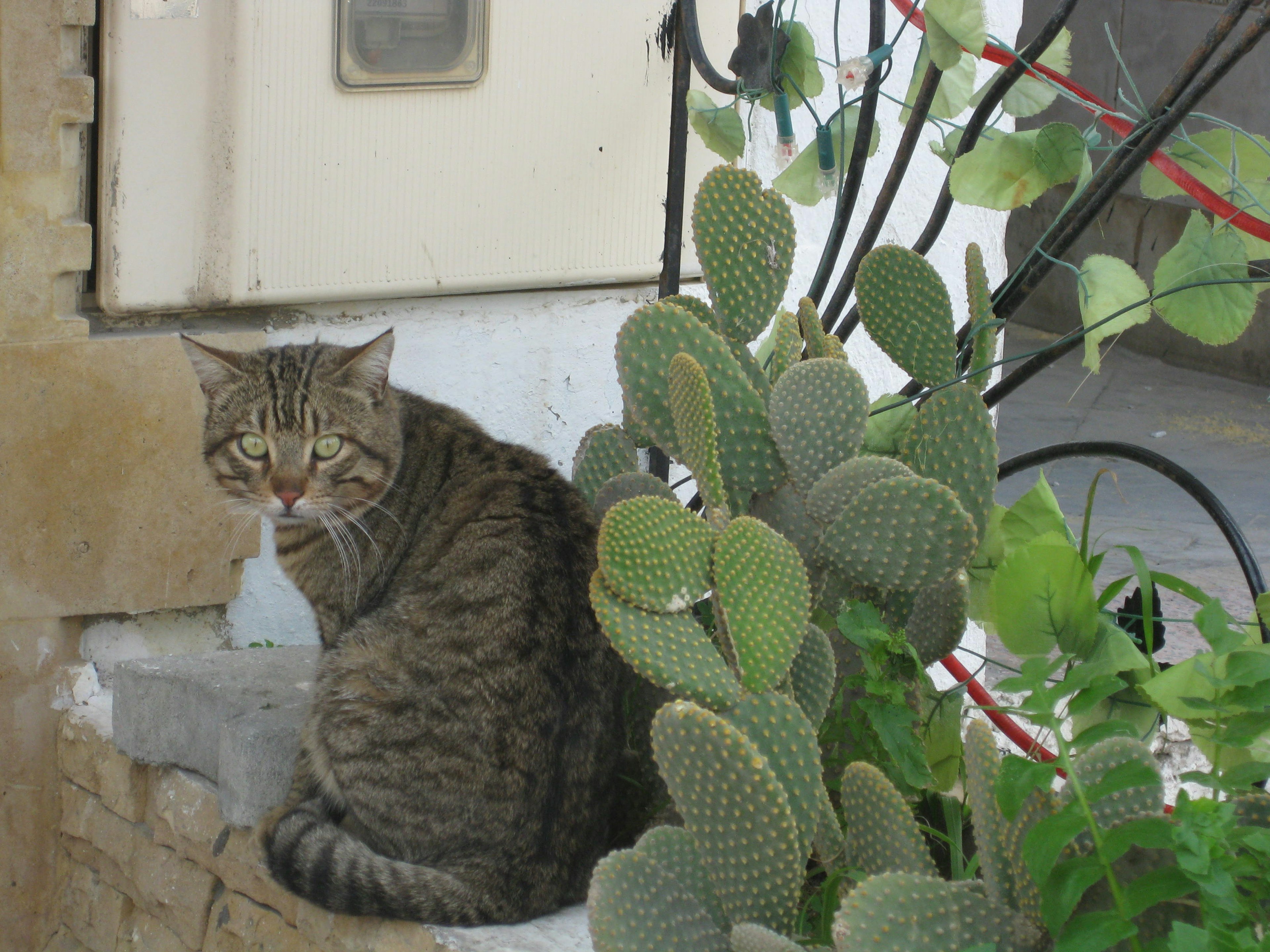 猫がサボテンの近くで座っている風景