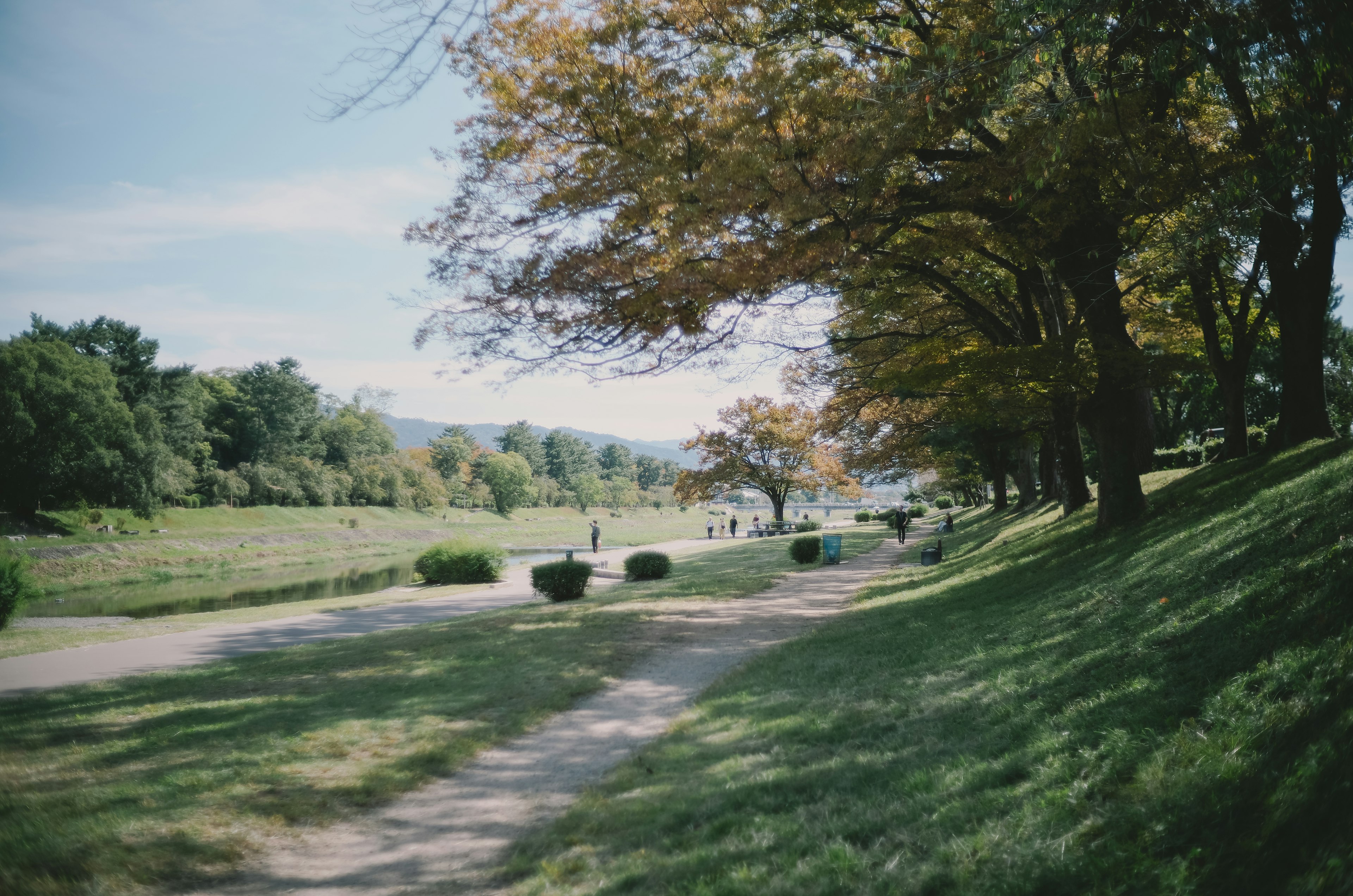 公園風景，綠草如茵和樹木 小徑穿過寧靜的環境