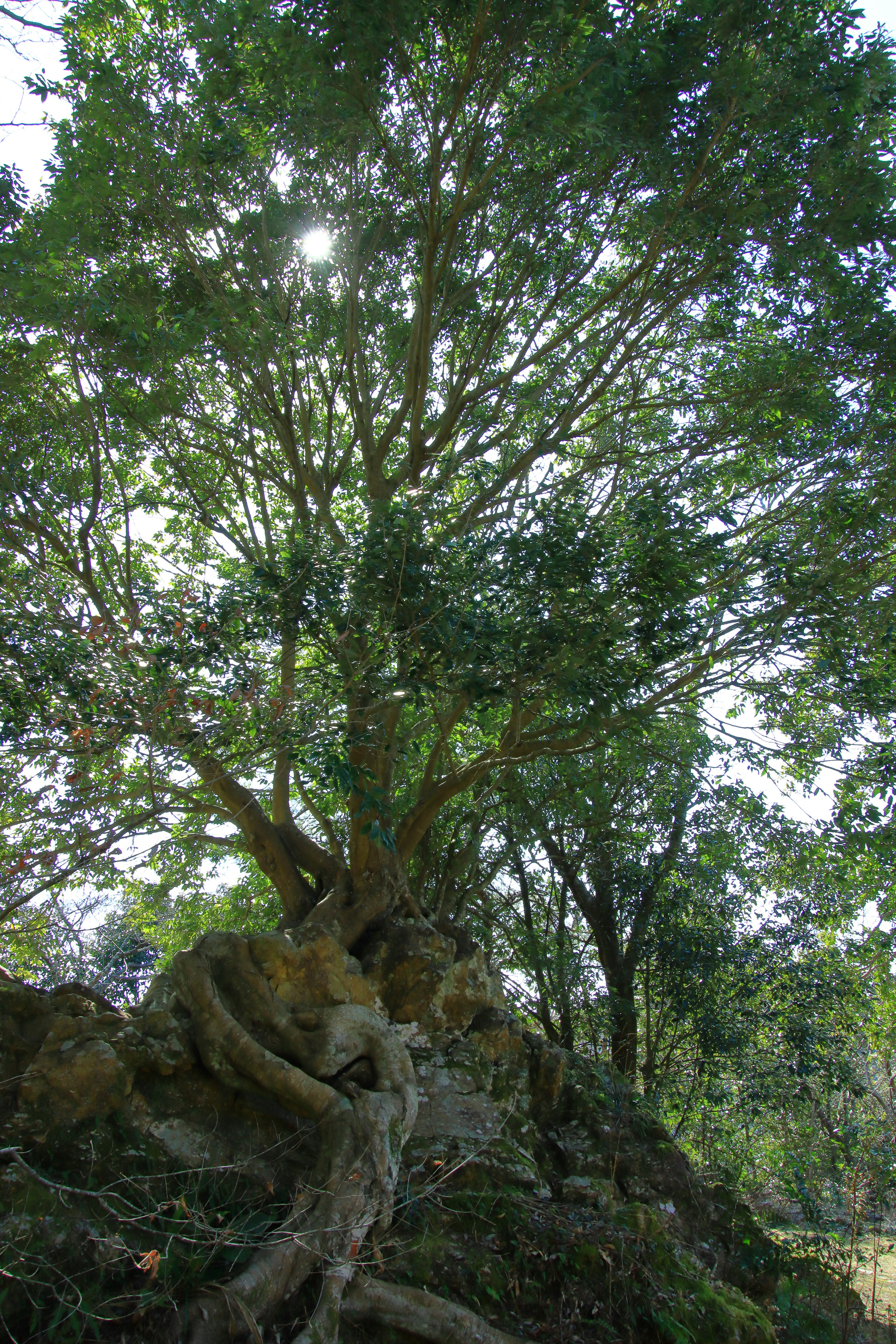 Großer Baum mit sich ausbreitenden Ästen in einer üppigen grünen Landschaft