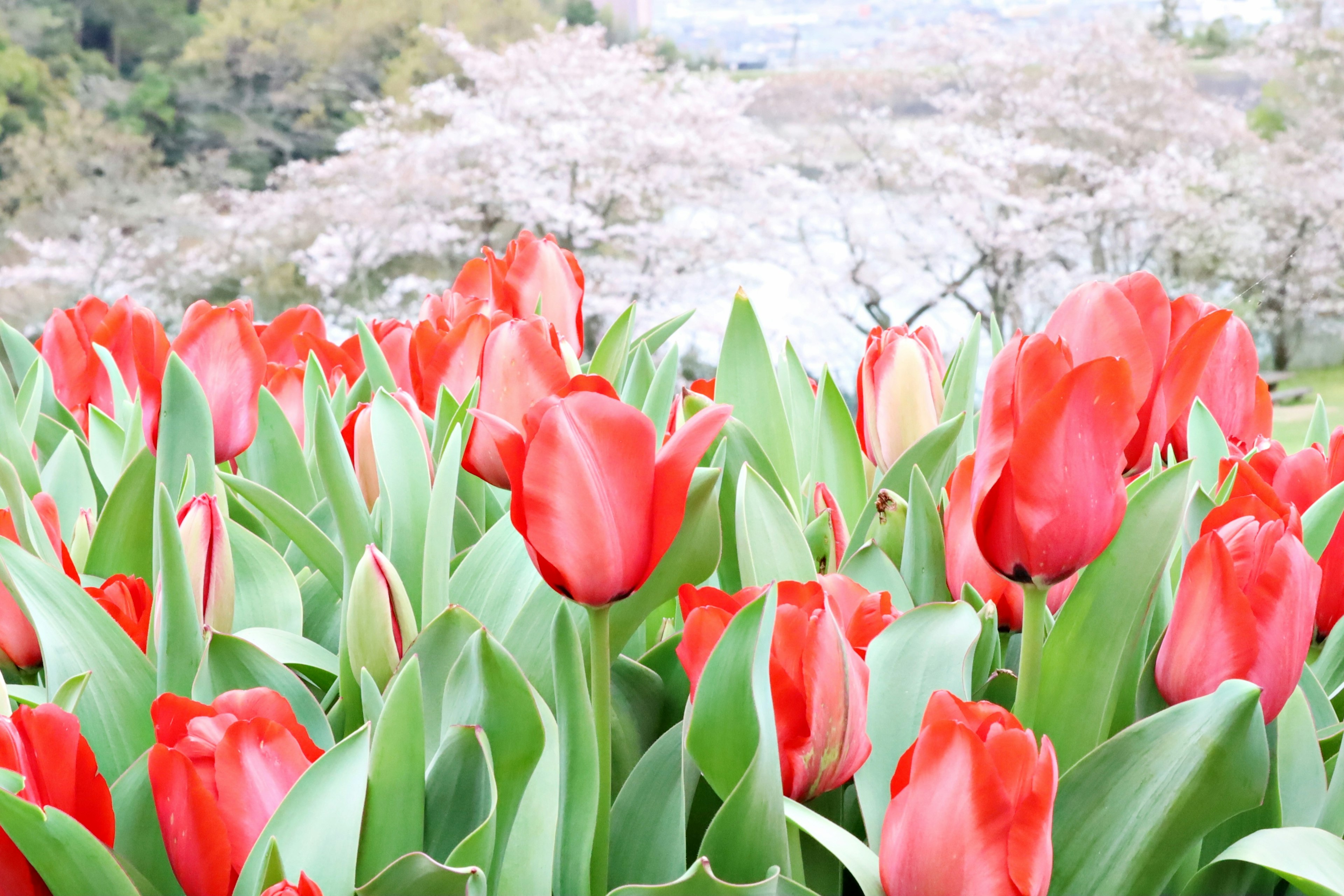 Vibrantes tulipanes rojos en un paisaje hermoso