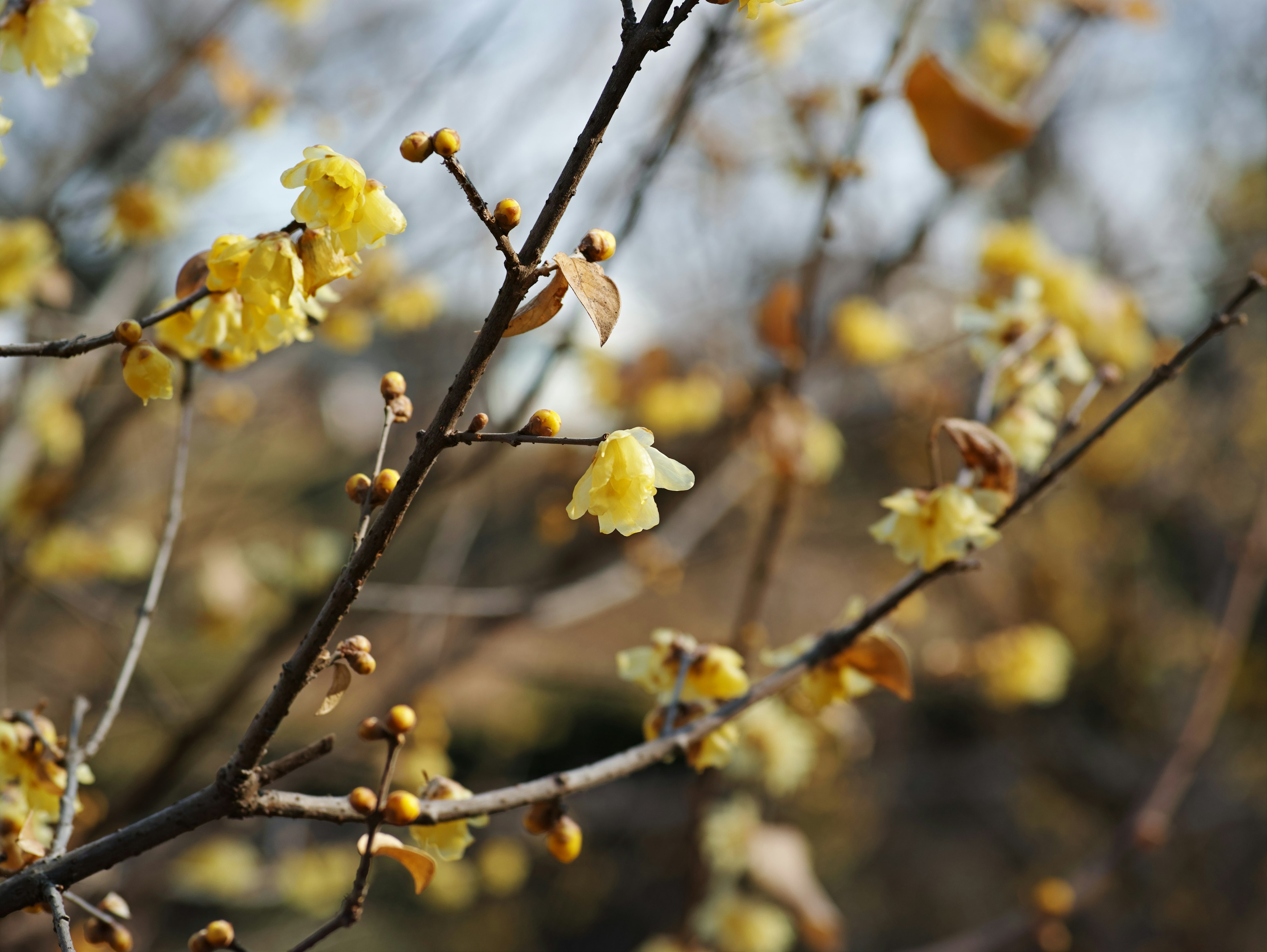 Nahaufnahme von Zweigen mit gelben Blumen