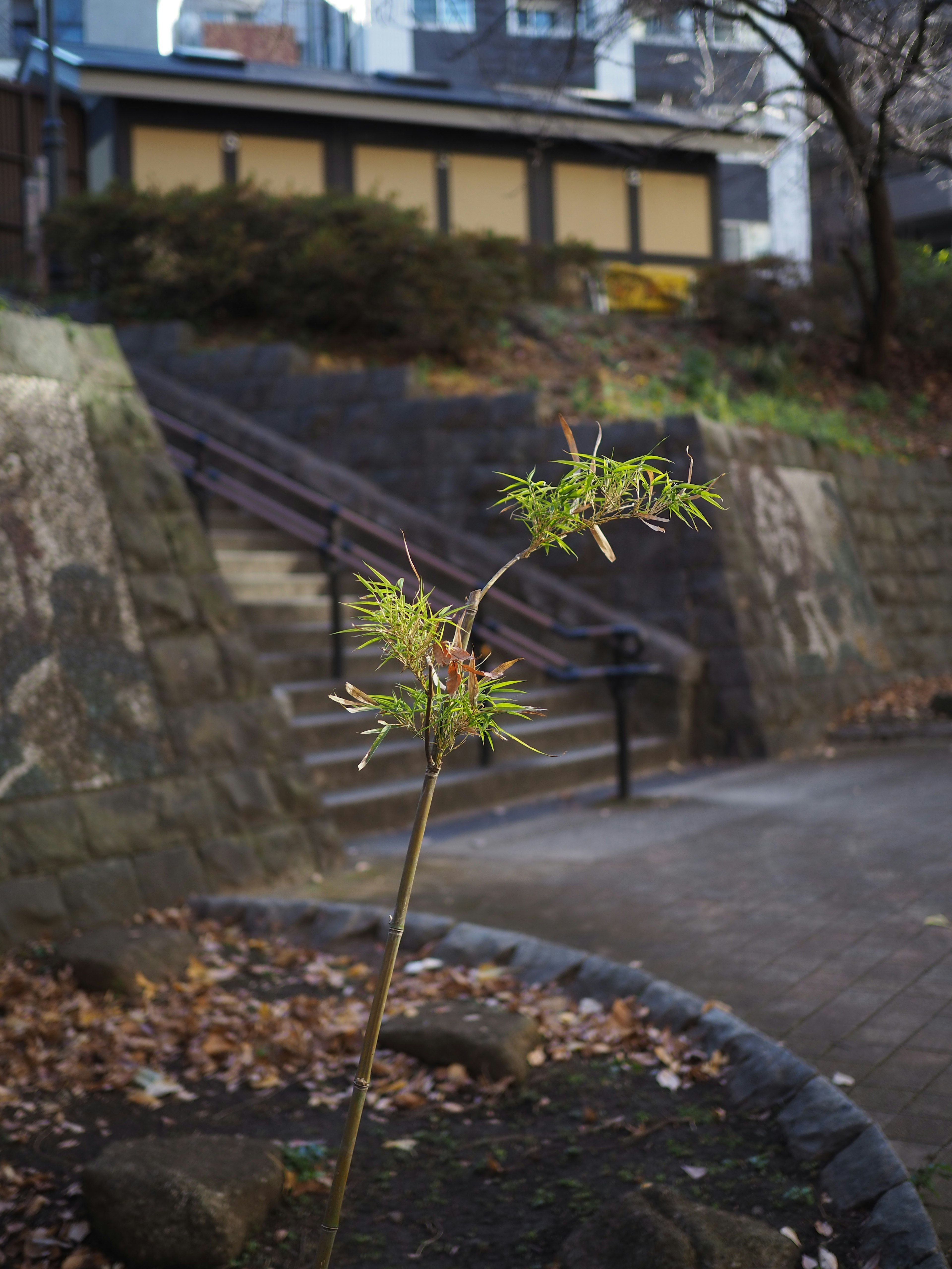 Young plant sprouting in a park path with a building in the background