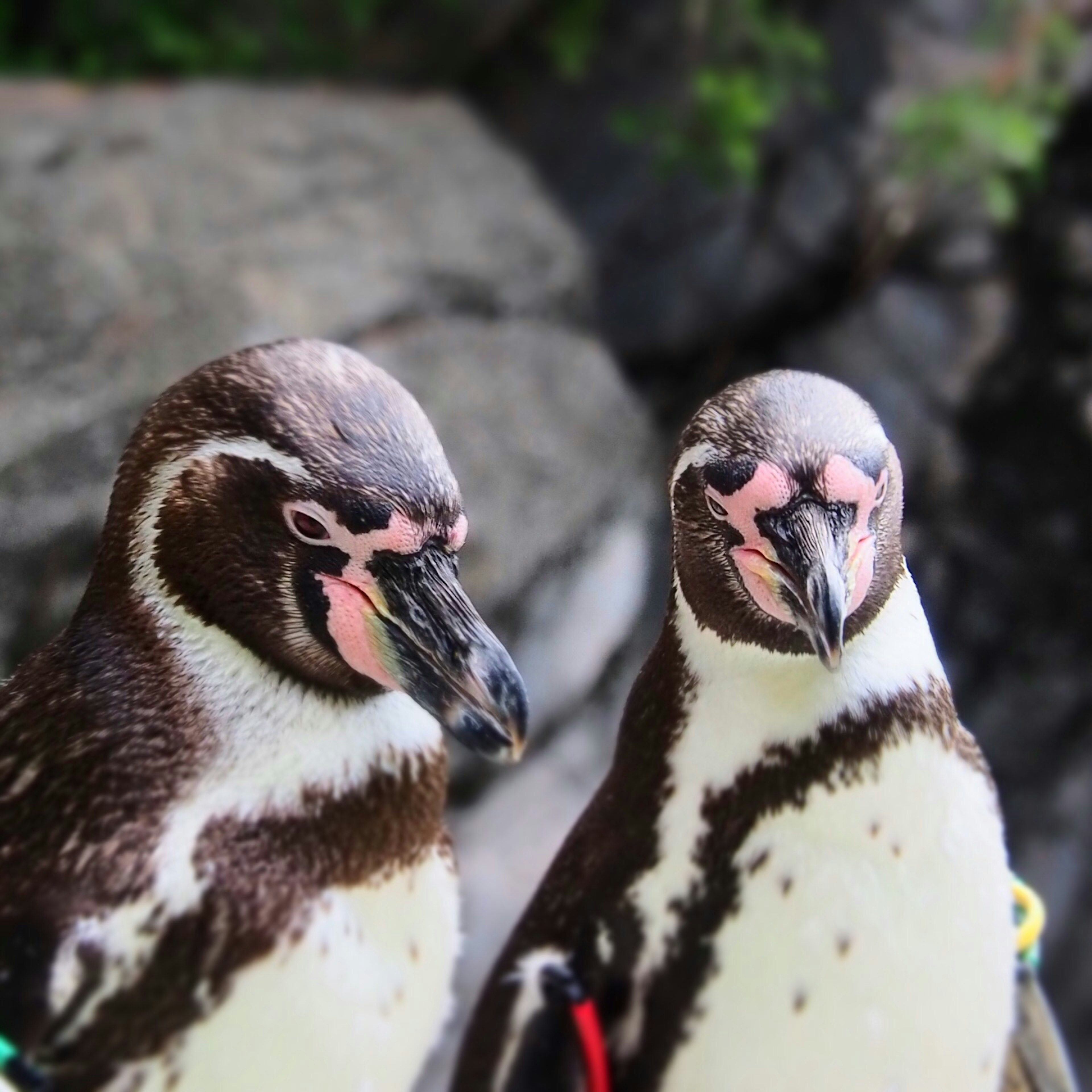 Dos pingüinos uno al lado del otro con fondo rocoso