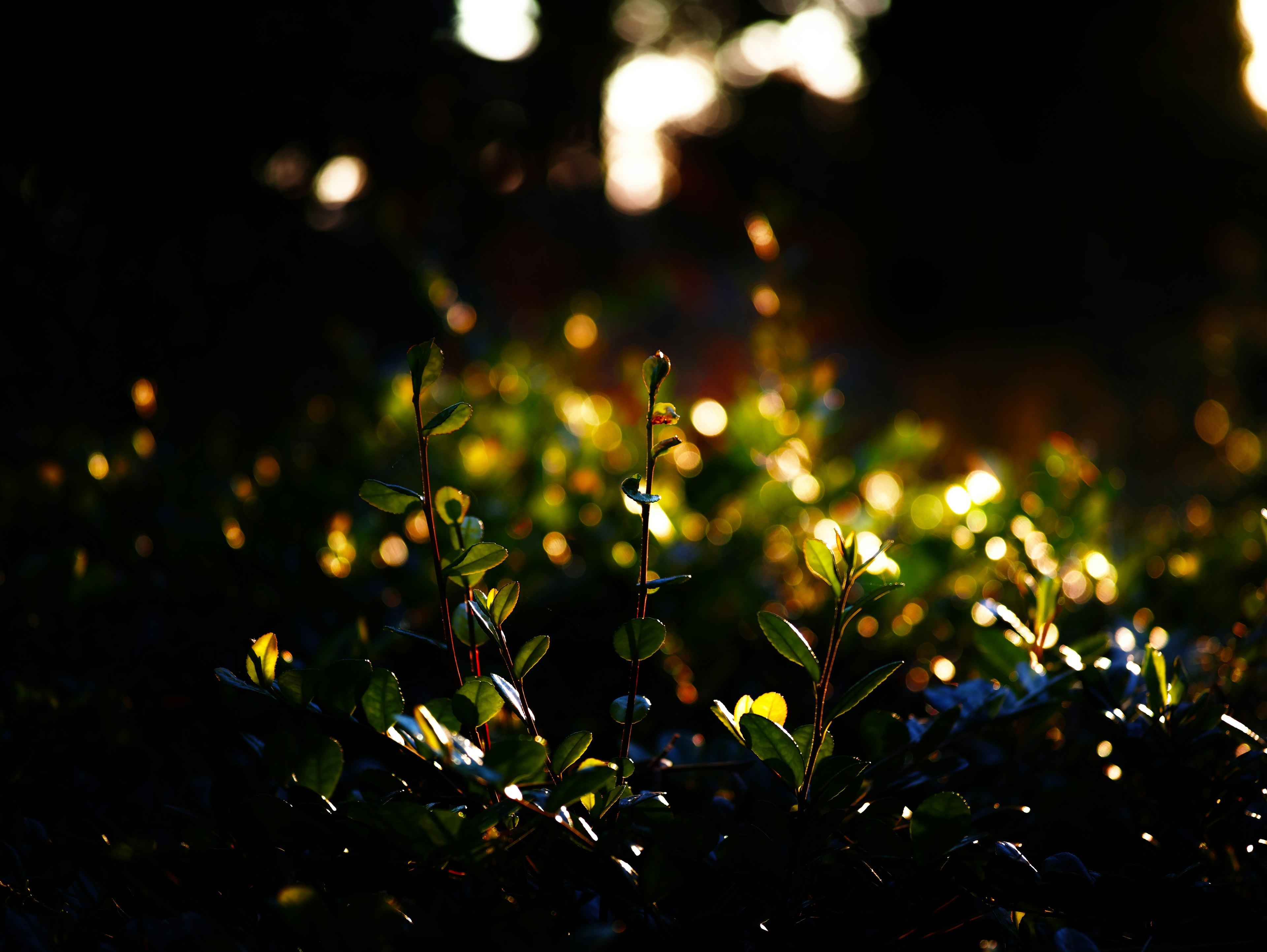 Gros plan de feuilles vertes brillantes sur fond sombre avec des points de lumière