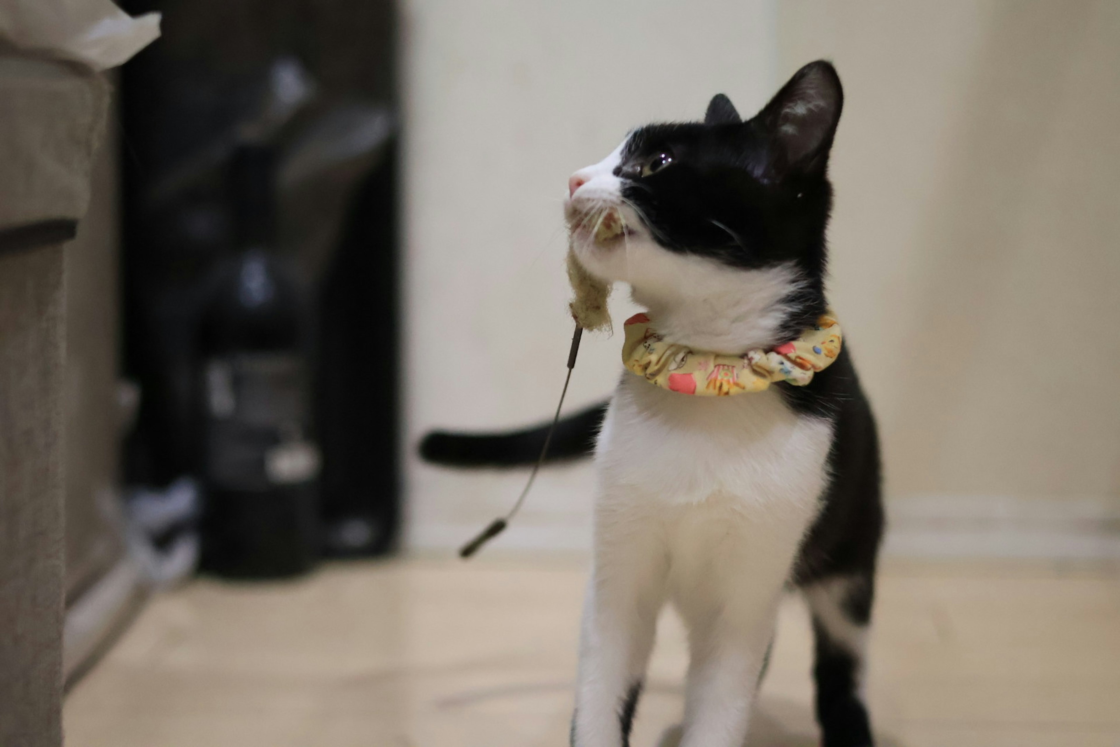 Black and white cat wearing a collar in a room setting