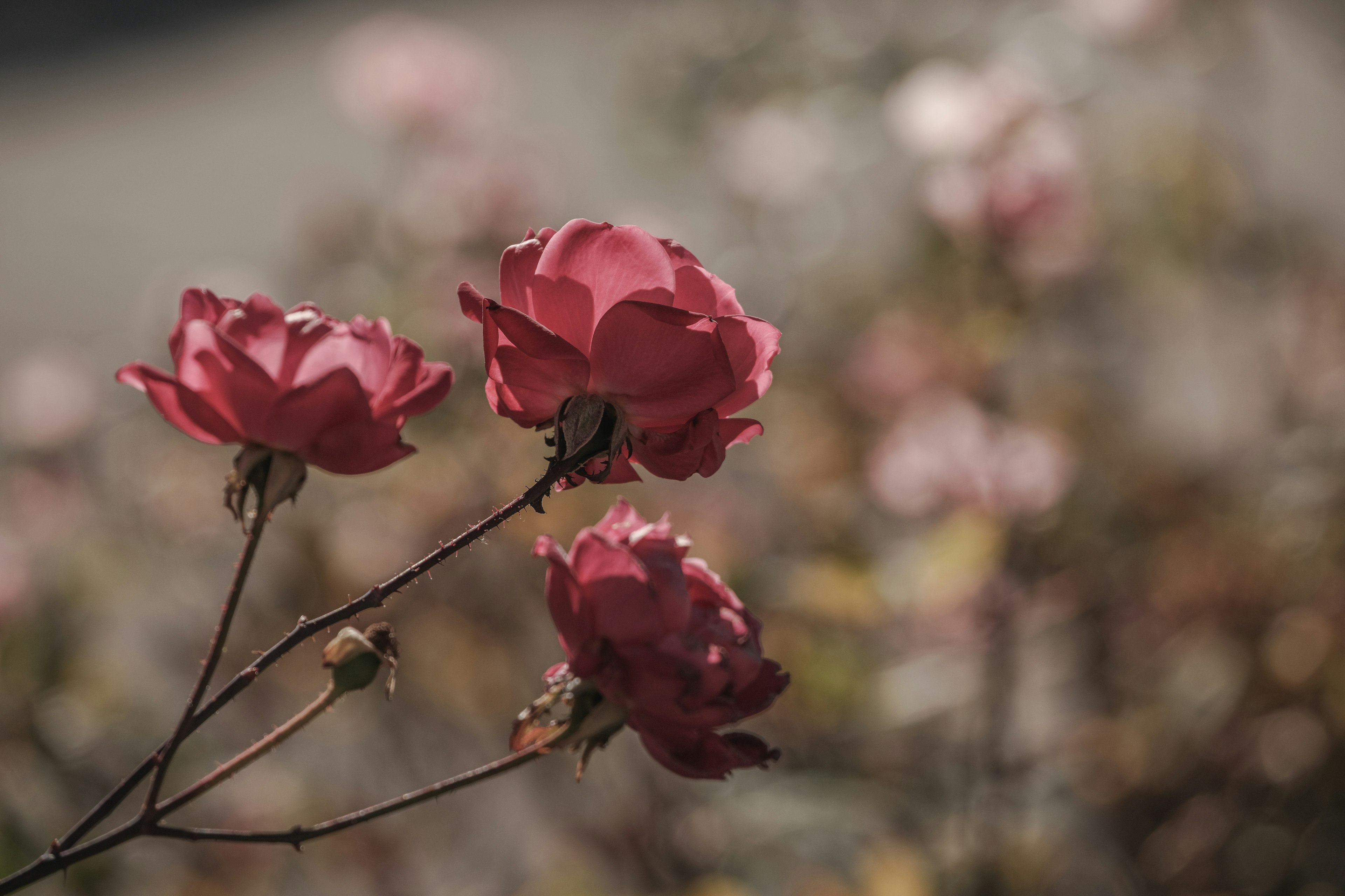 Belles roses rouges en fleurs avec des fleurs floues en arrière-plan