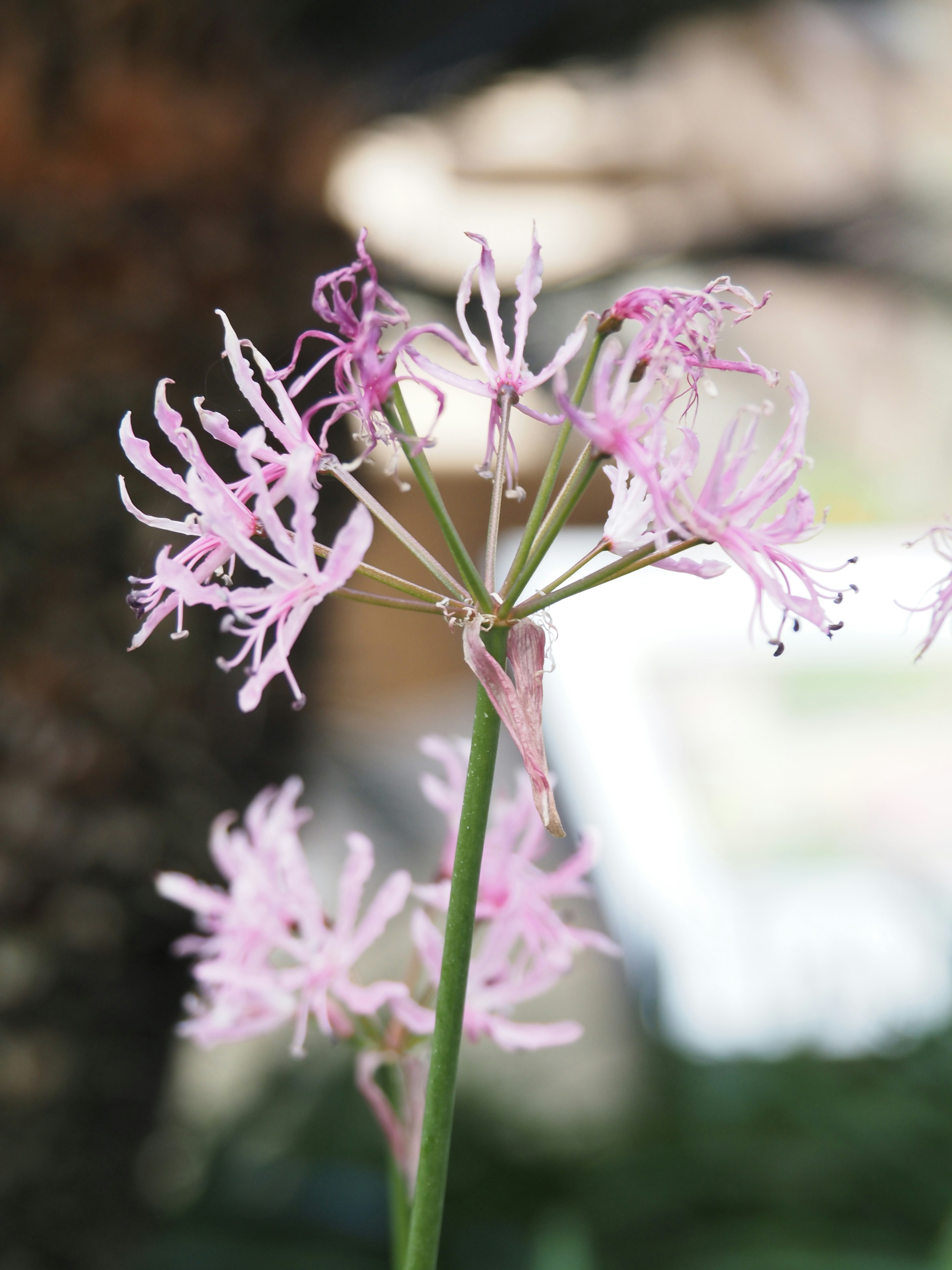 淡いピンクの花が咲いている植物のクローズアップ