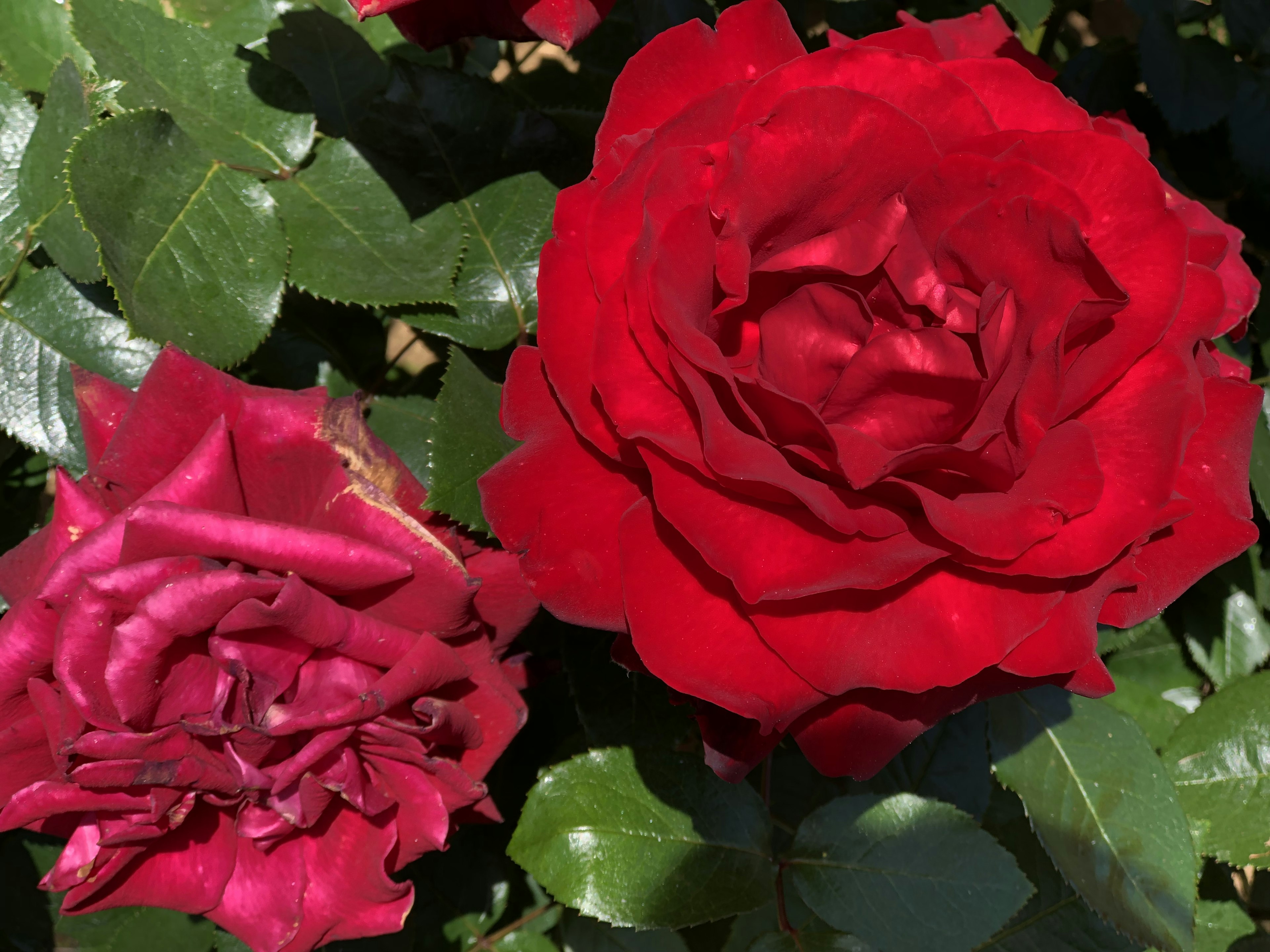 赤いバラと紫がかったバラの花が緑の葉の中に咲いている