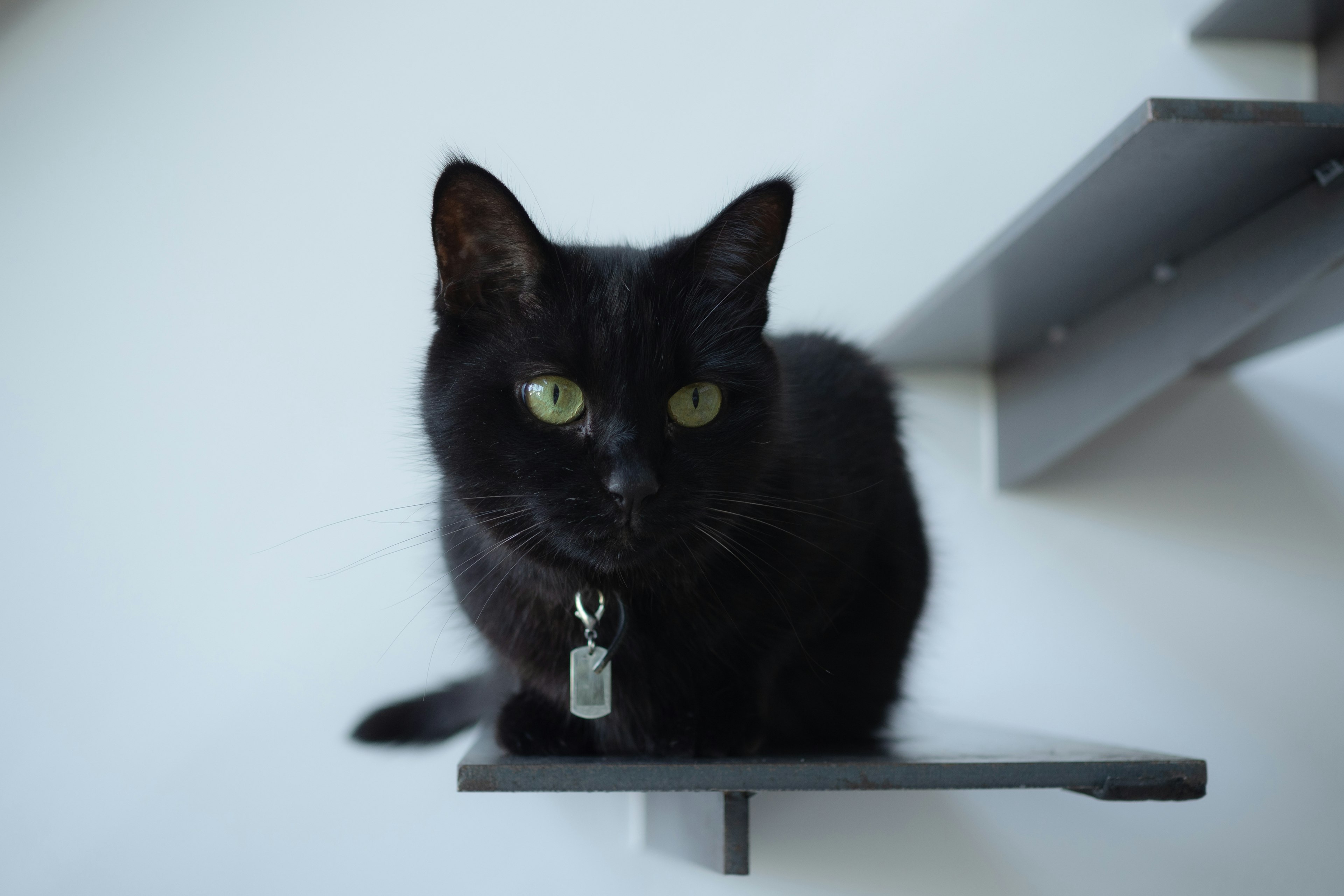 Black cat sitting on a shelf with striking green eyes