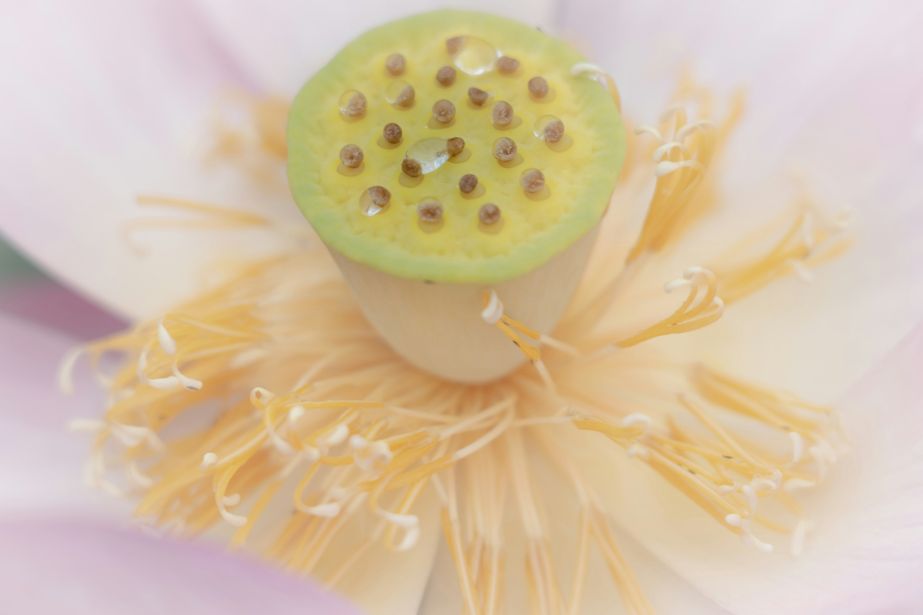 Close-up of a flower's center featuring a green receptacle and yellow stamens