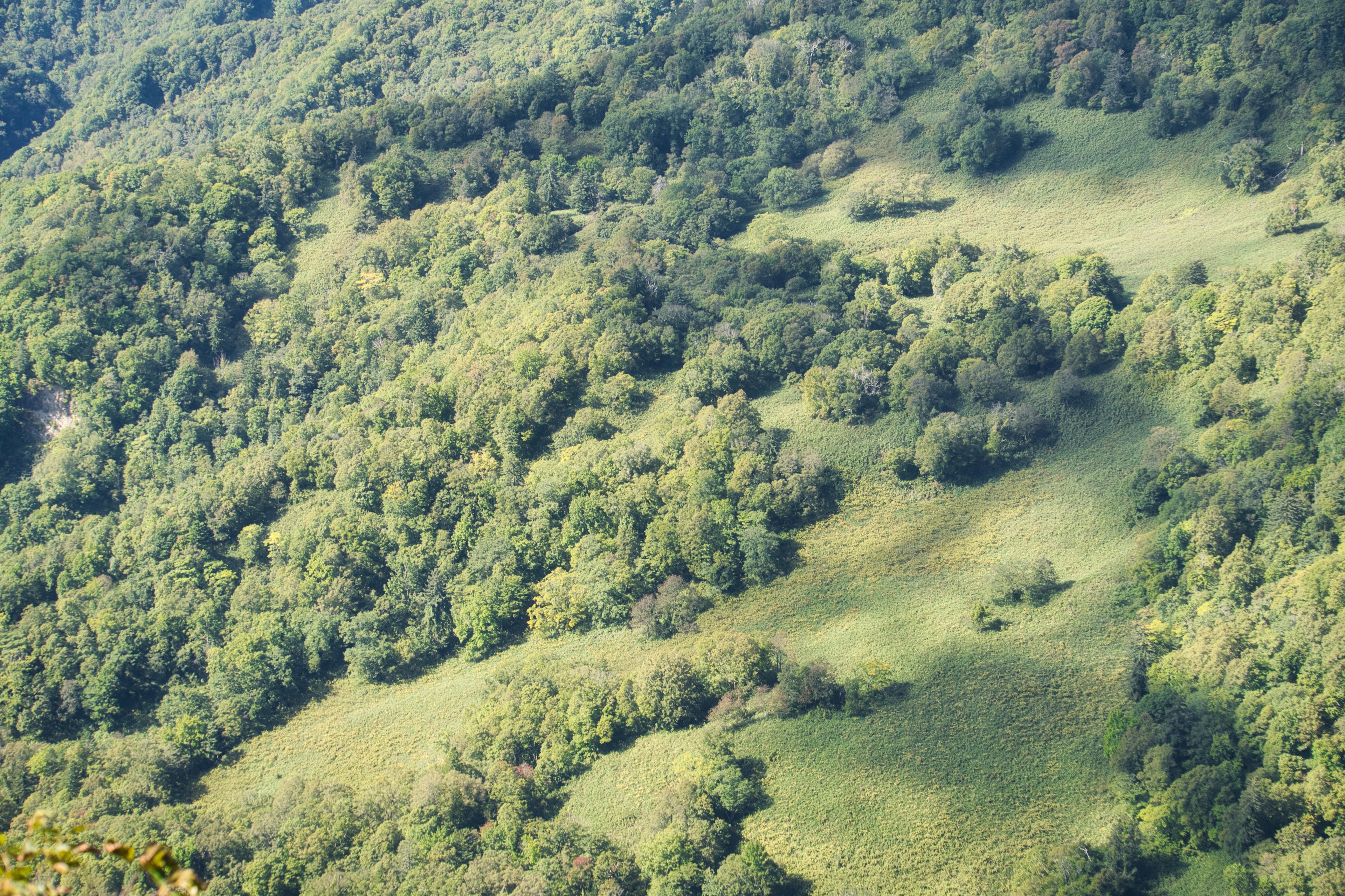 Aerial view of lush green forest and grassland