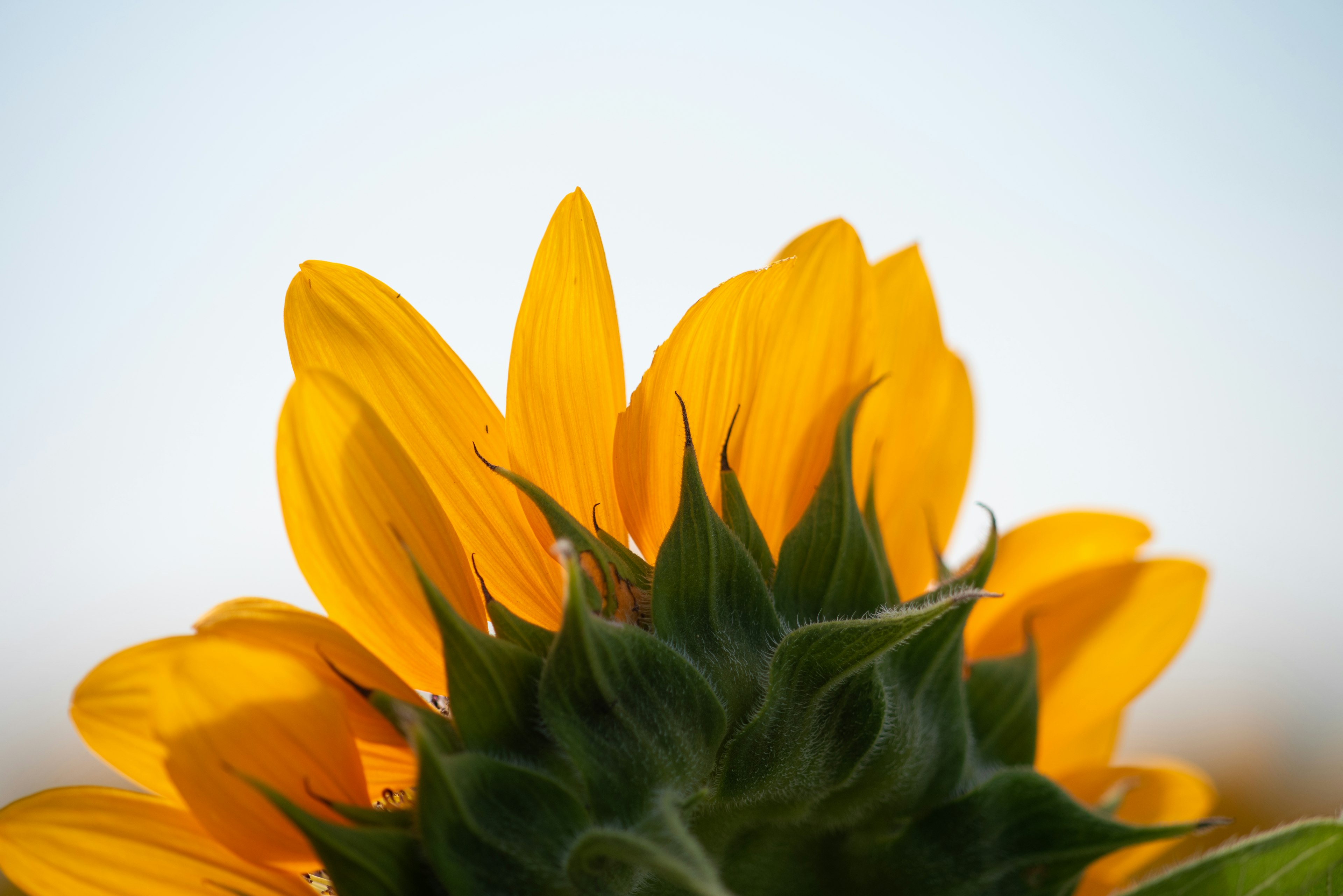 Acercamiento de un girasol visto desde atrás con pétalos amarillos brillantes y hojas verdes