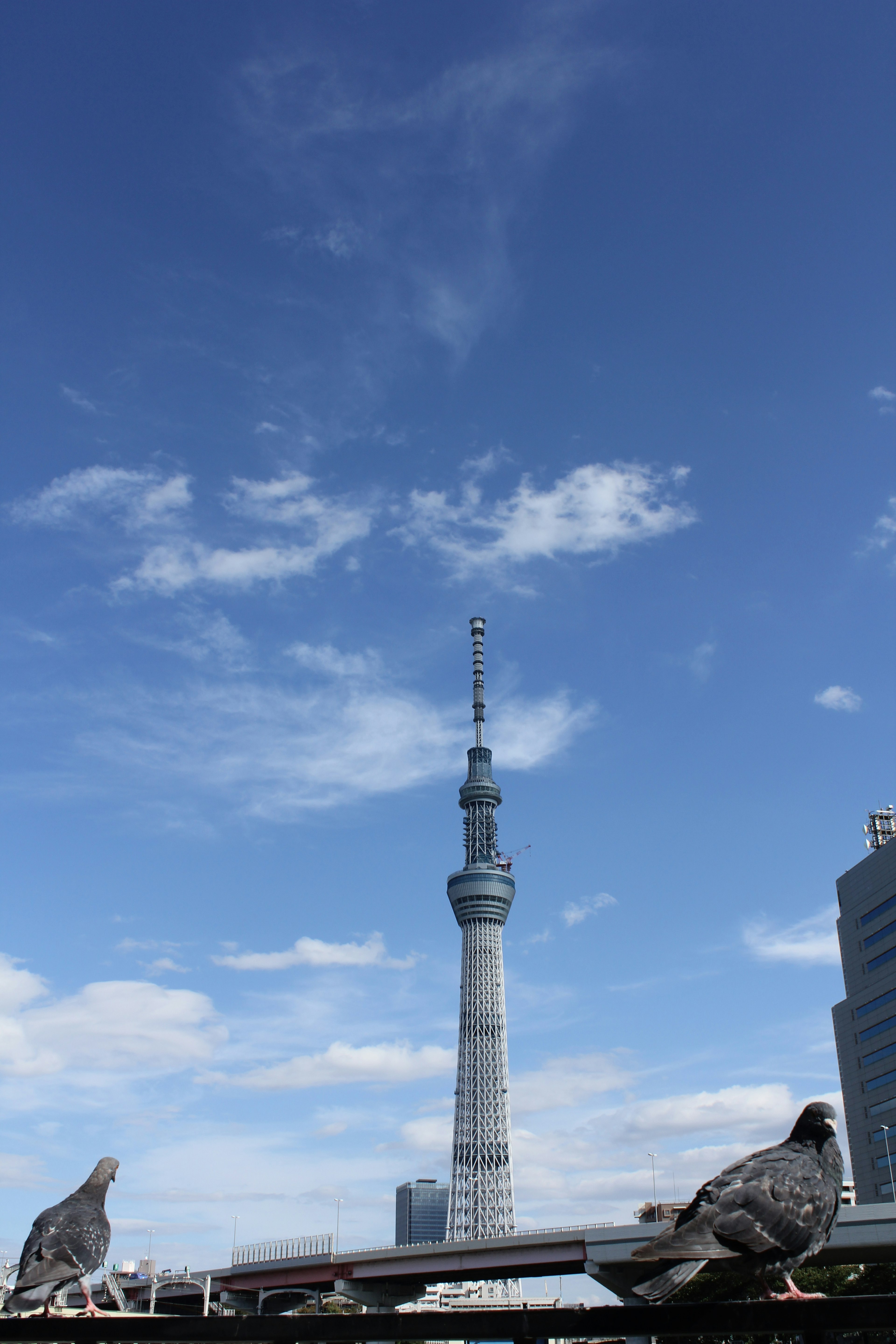 Bồ câu ở phía trước với Tokyo Skytree và bầu trời xanh ở phía sau