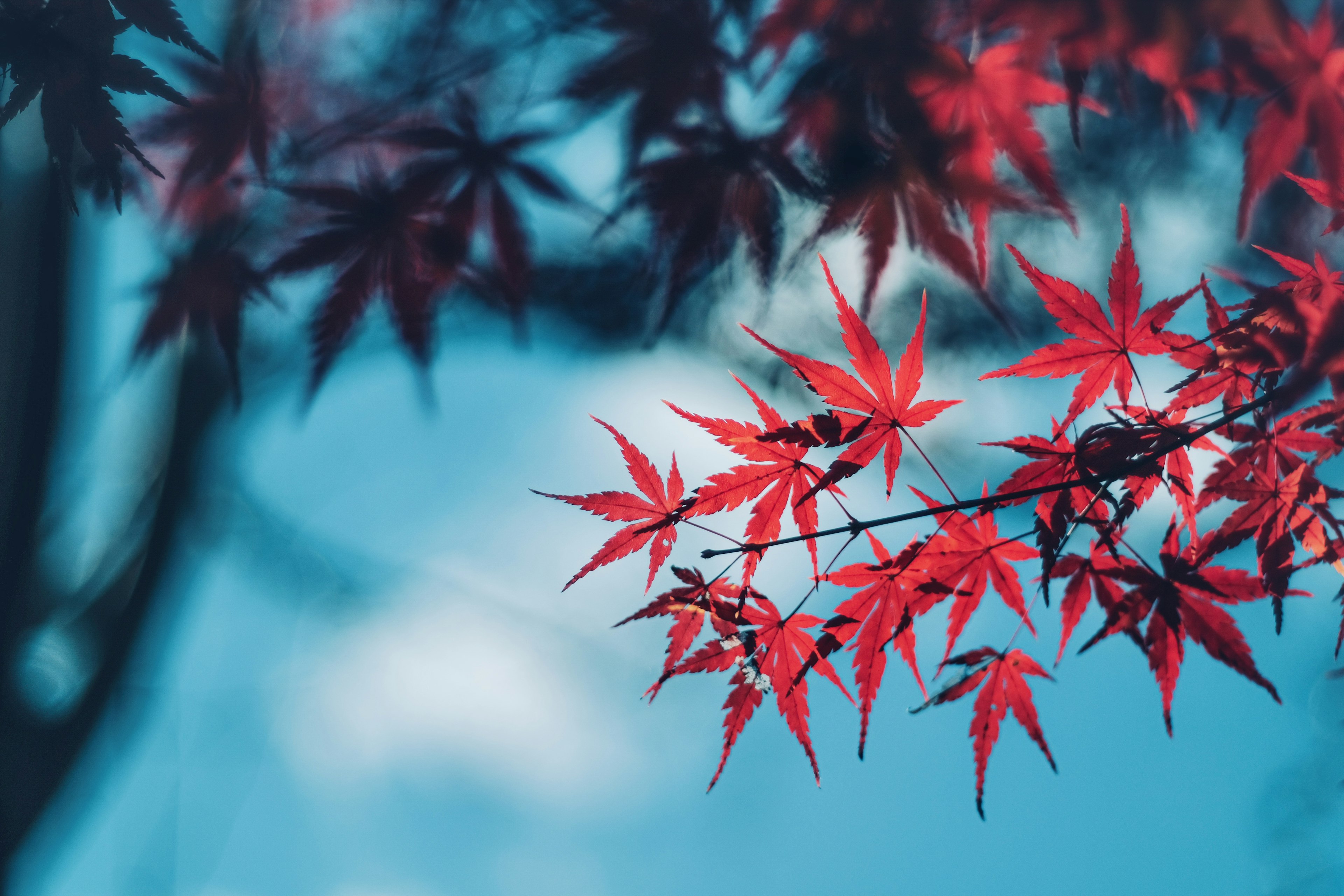 Daun maple merah cerah di latar belakang biru