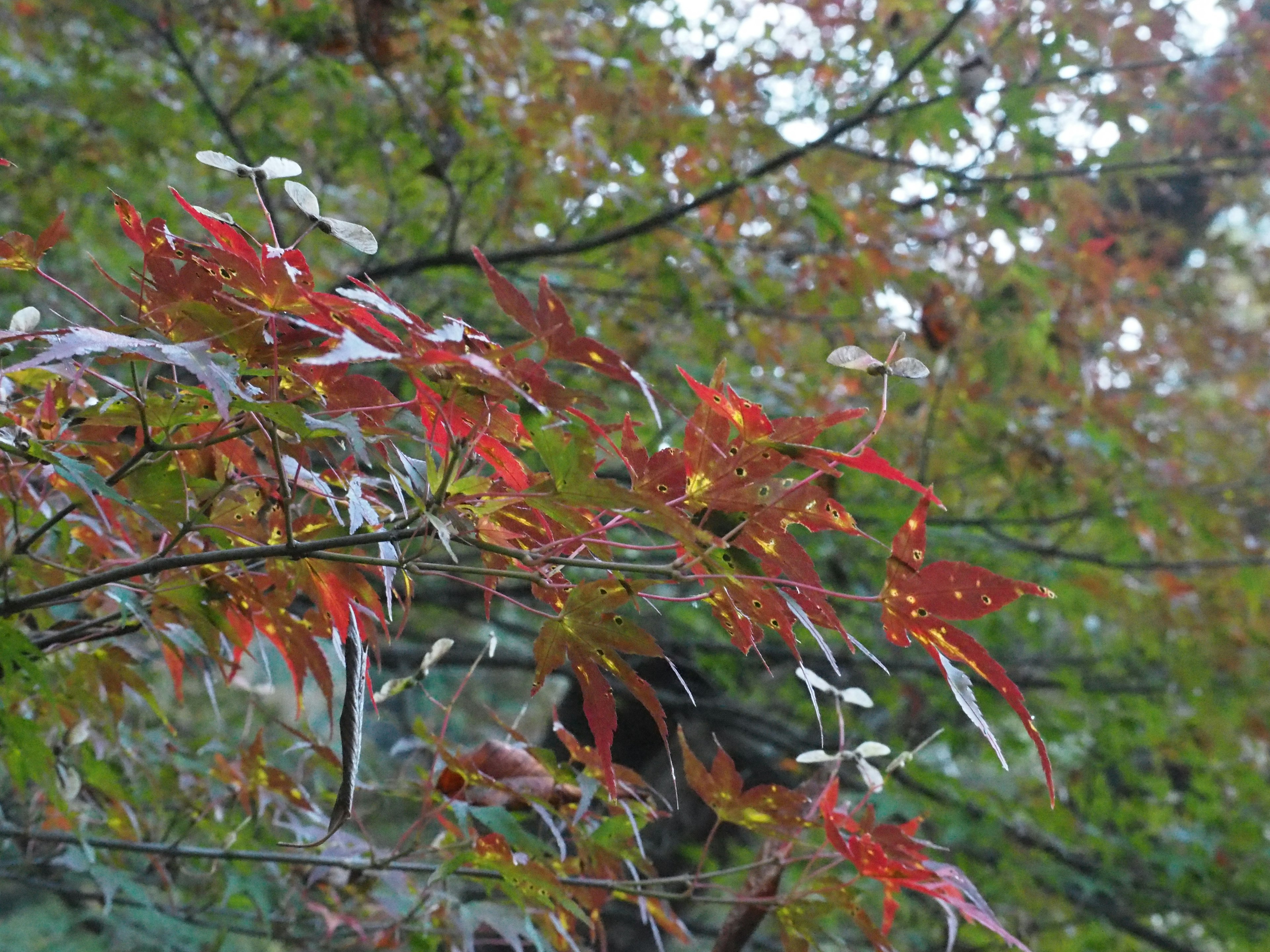 Hojas de otoño vibrantes en tonos rojos y naranjas contra un fondo verde borroso