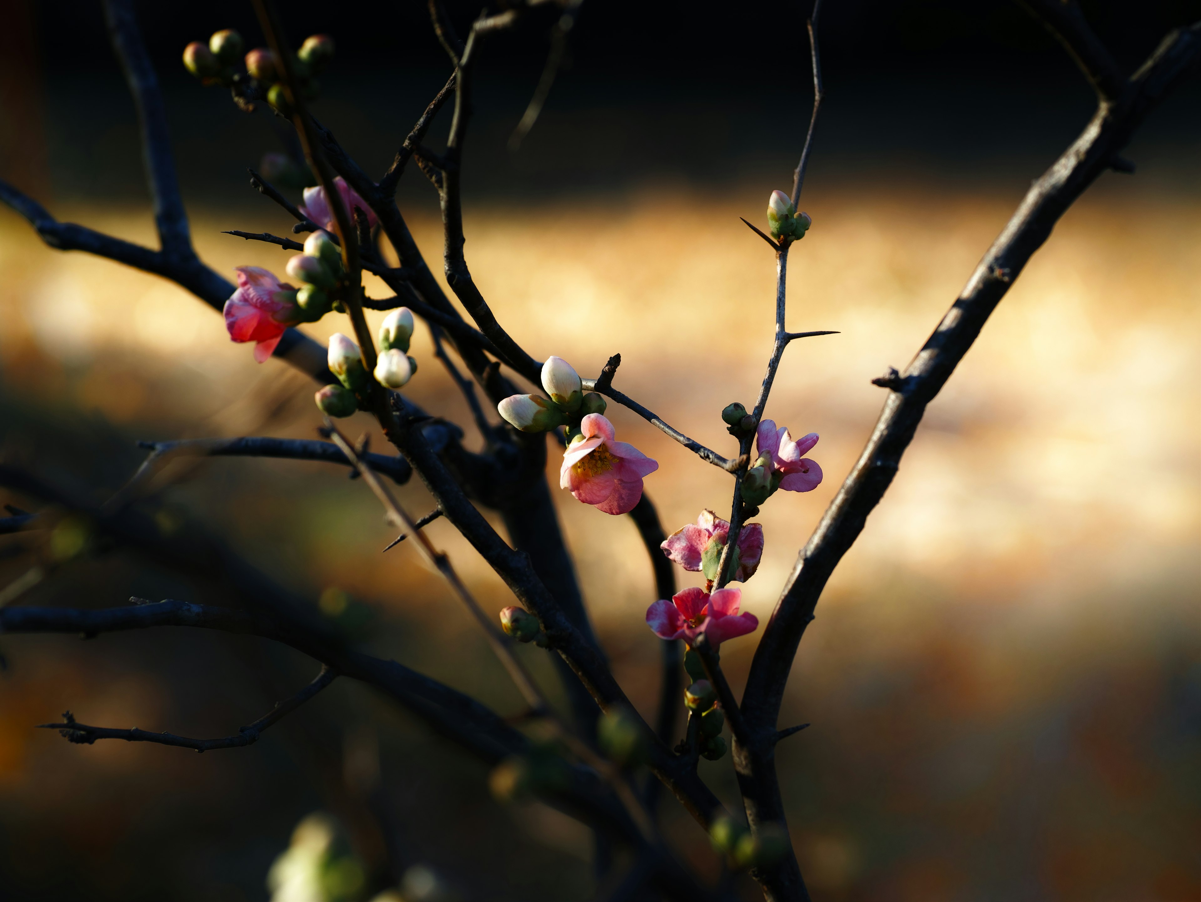 Image de fleurs roses délicates et de bourgeons sur de fines branches