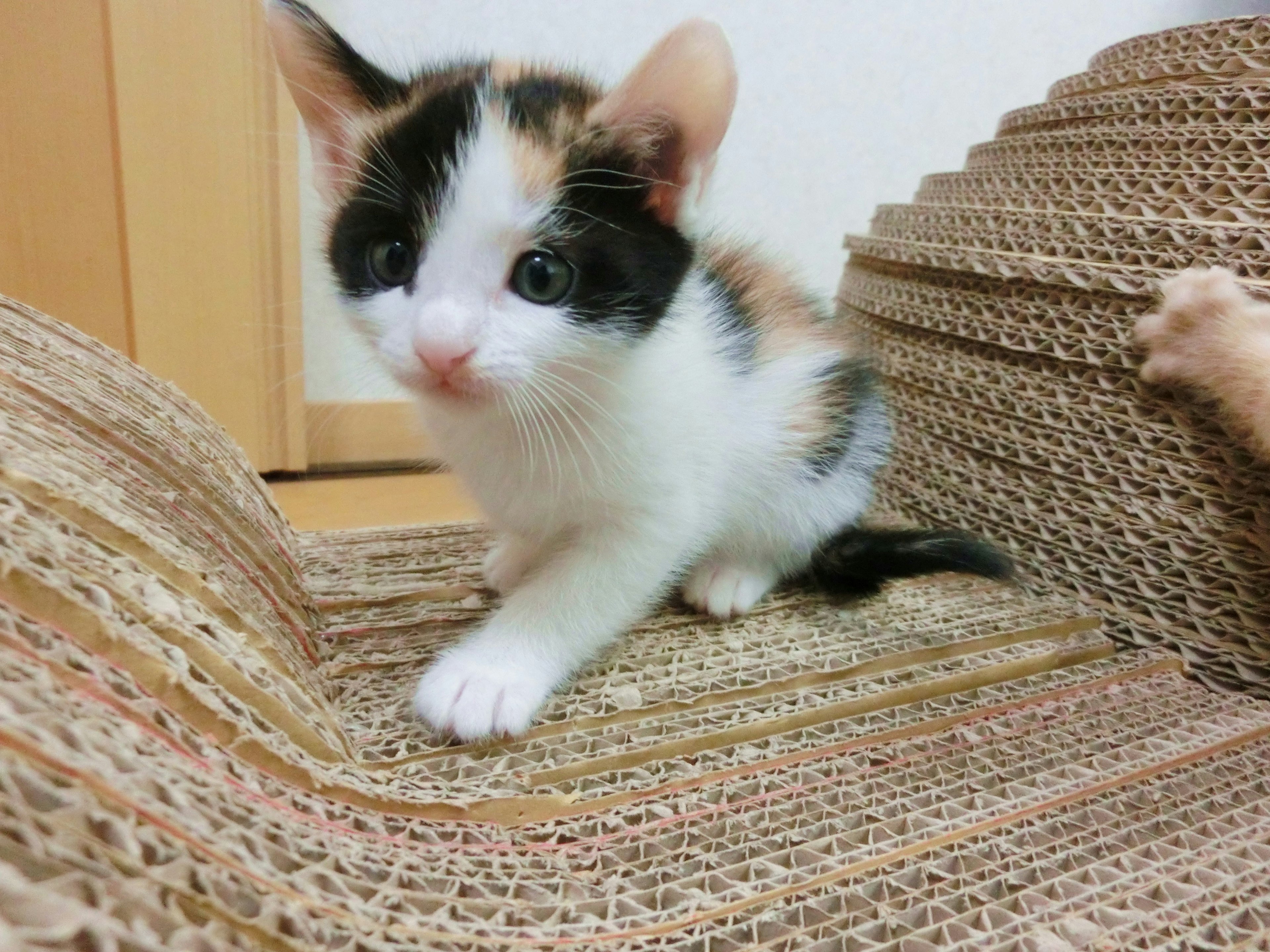 A cute calico kitten walking on cardboard