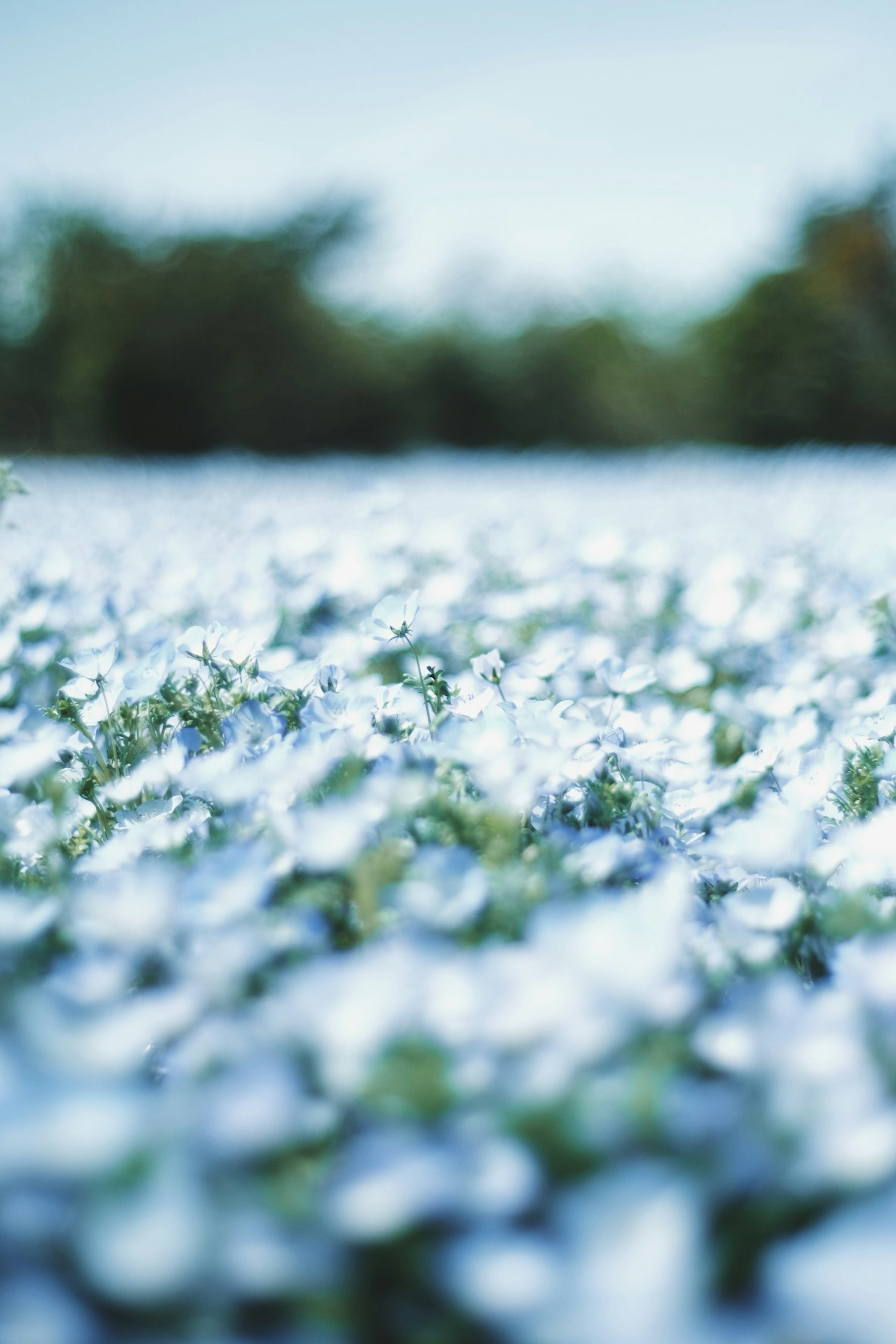 Blurred photo of a green field with blue flowers