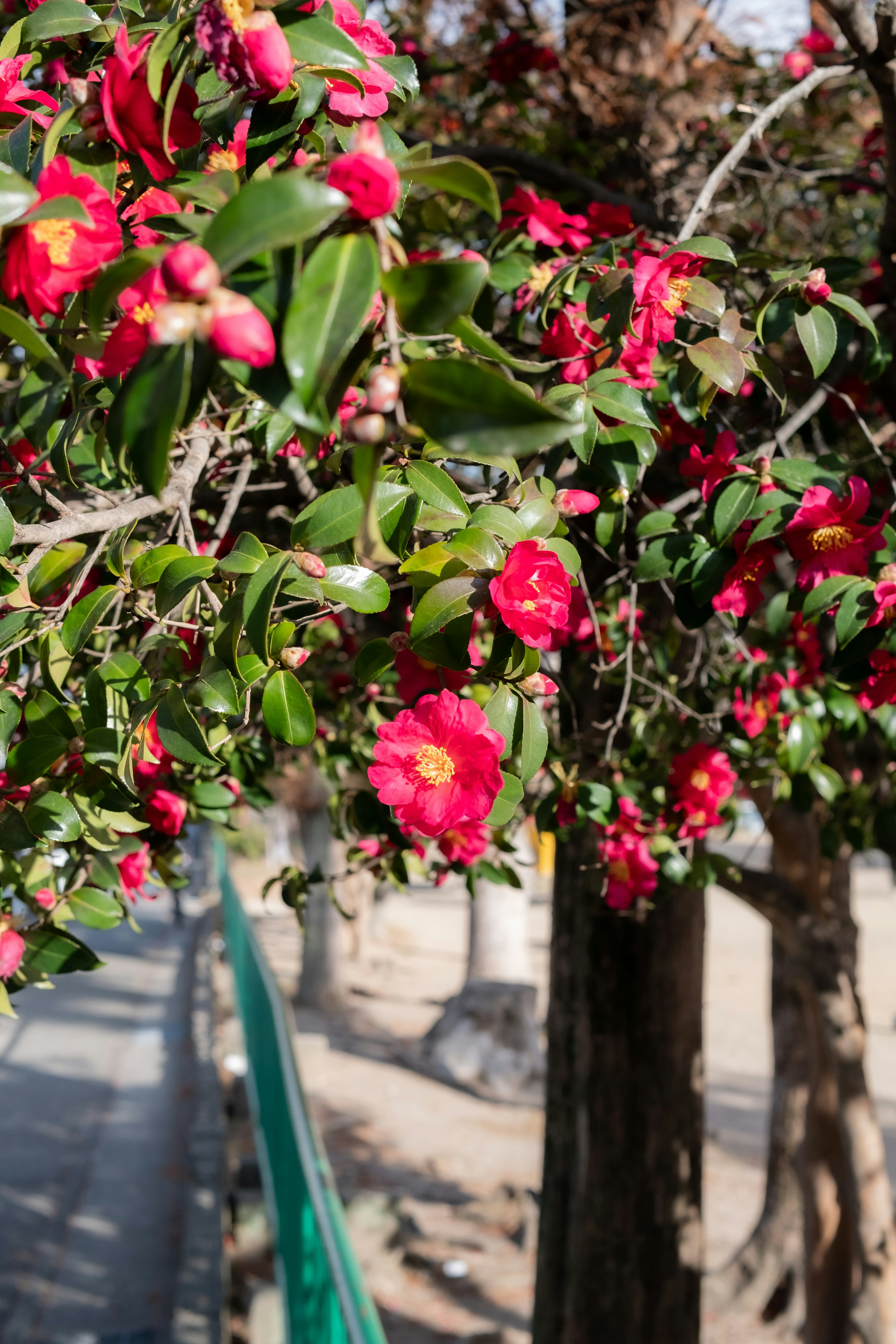 Tree with vibrant red flowers and green leaves in a sunny setting