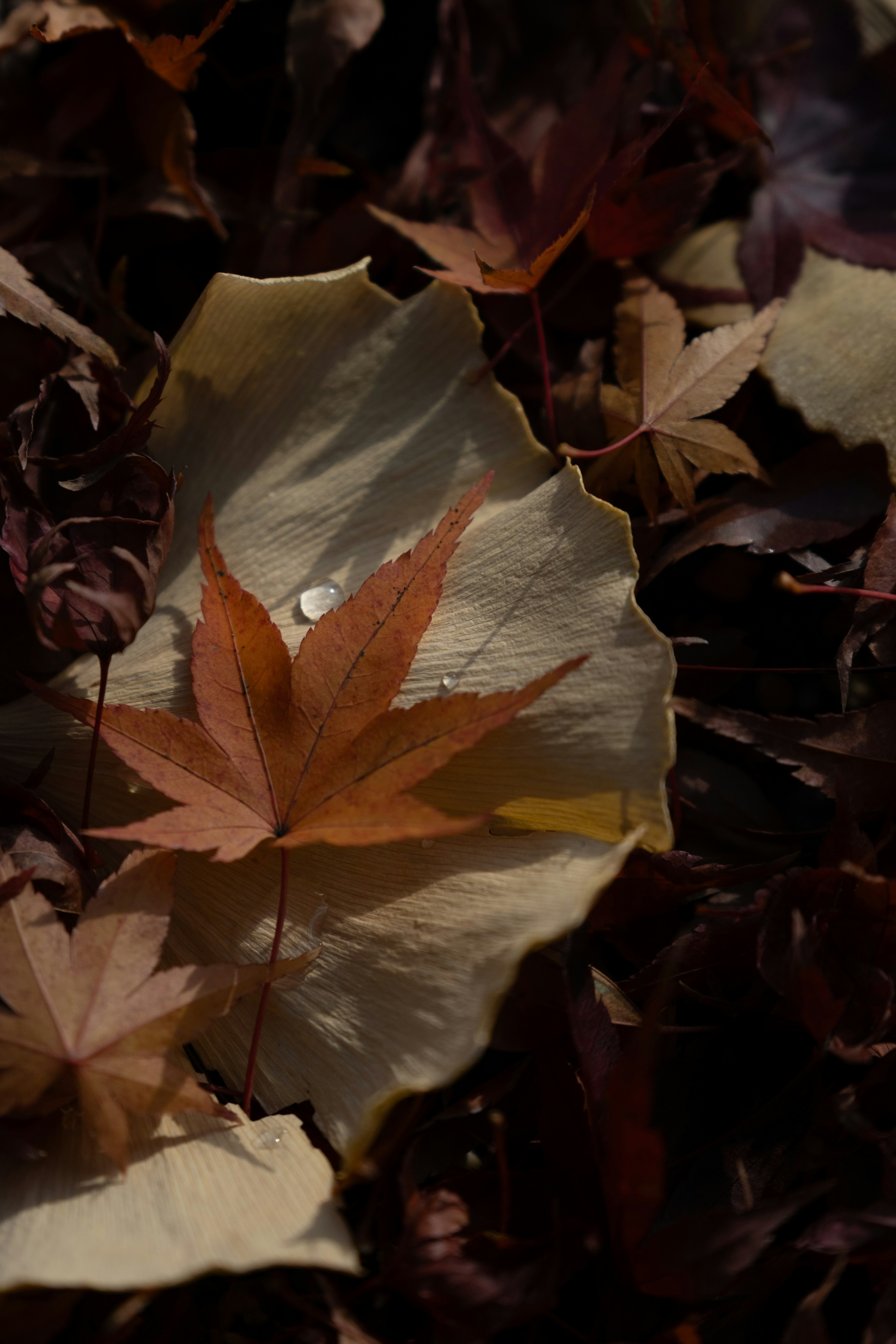 Hoja de arce roja sobre una hoja blanca entre el follaje de otoño