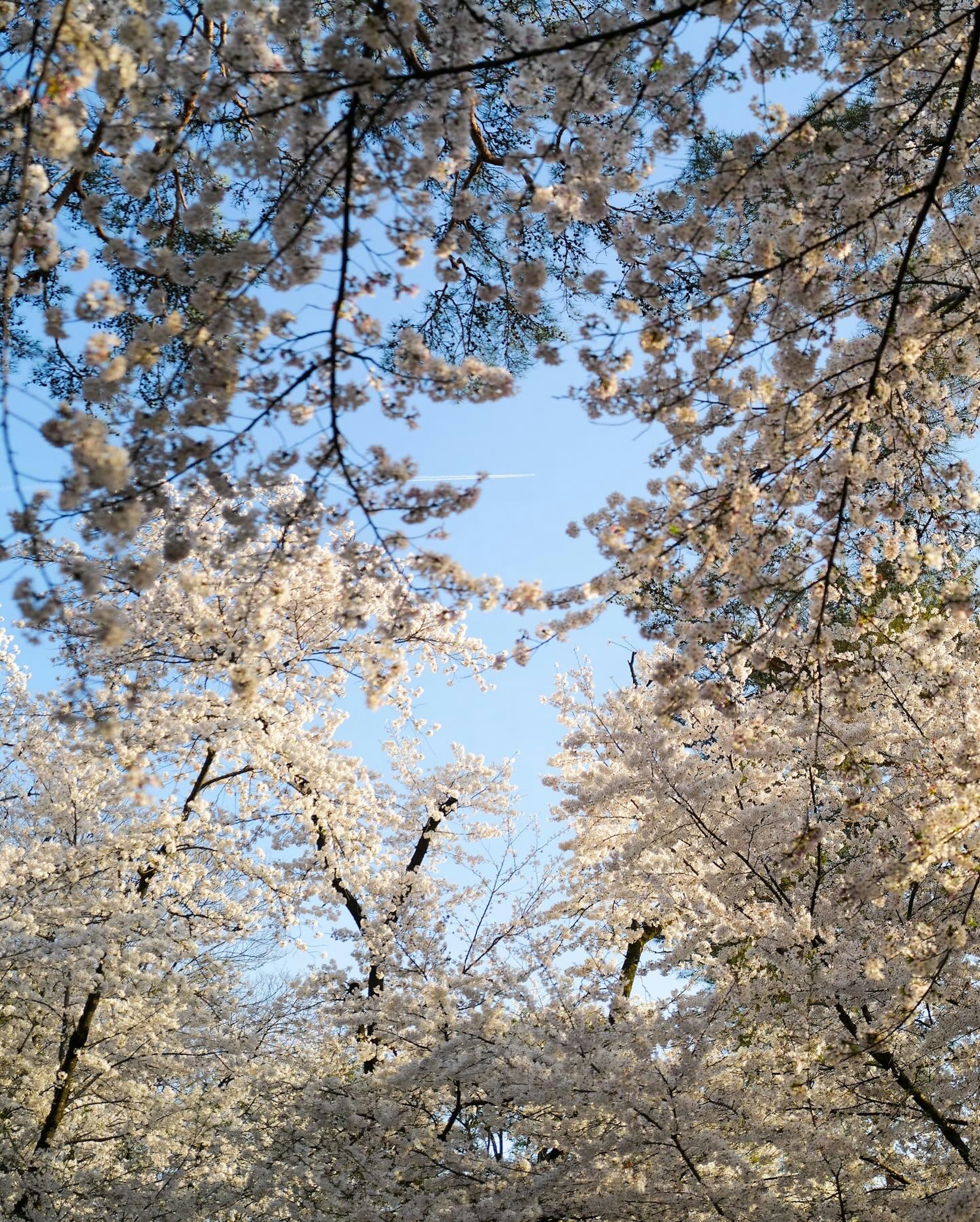 Cherry blossoms in full bloom under a clear blue sky