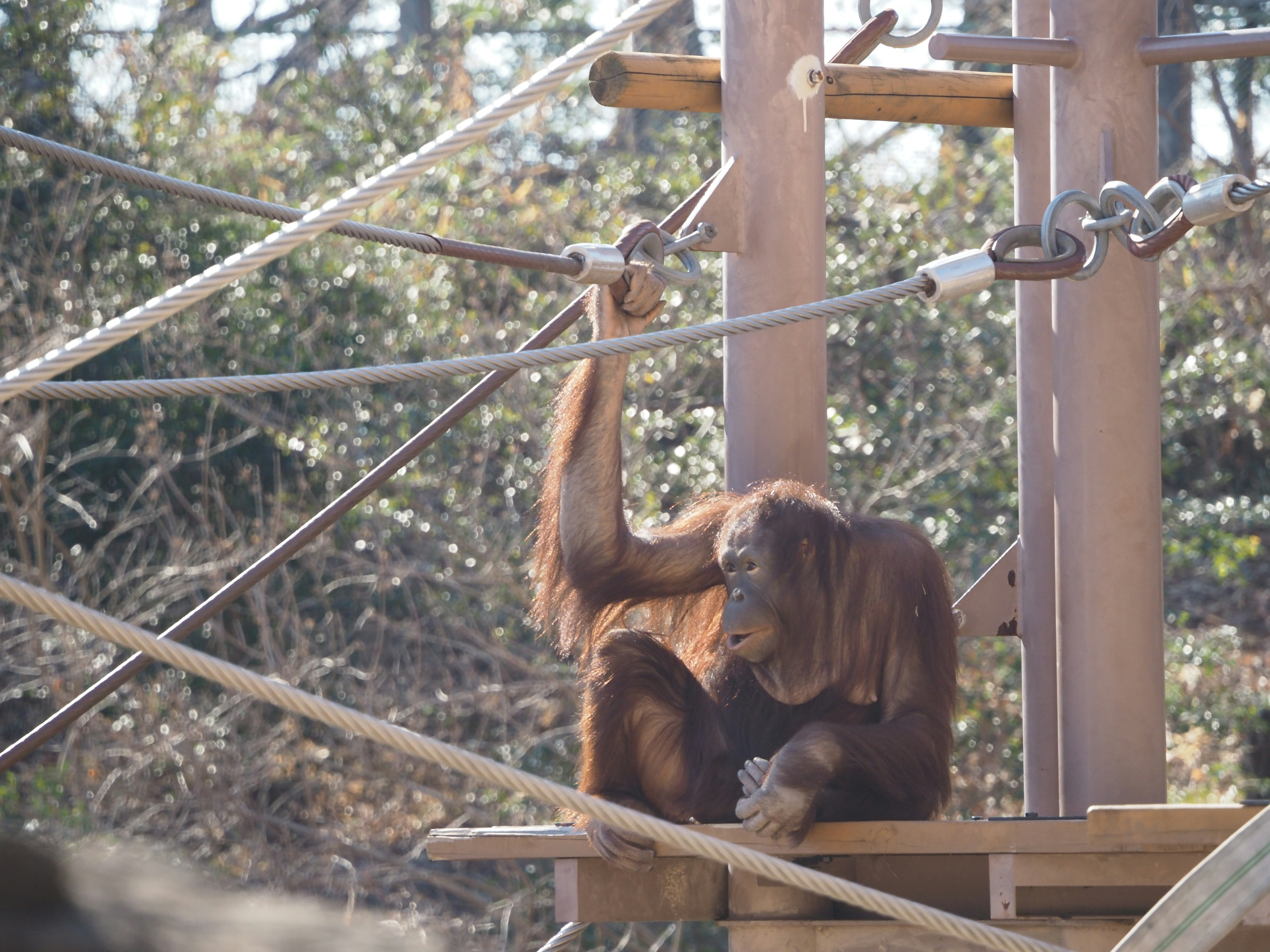 Ein Orang-Utan, der sich auf einer Plattform mit Seilen in einem Zoo entspannt