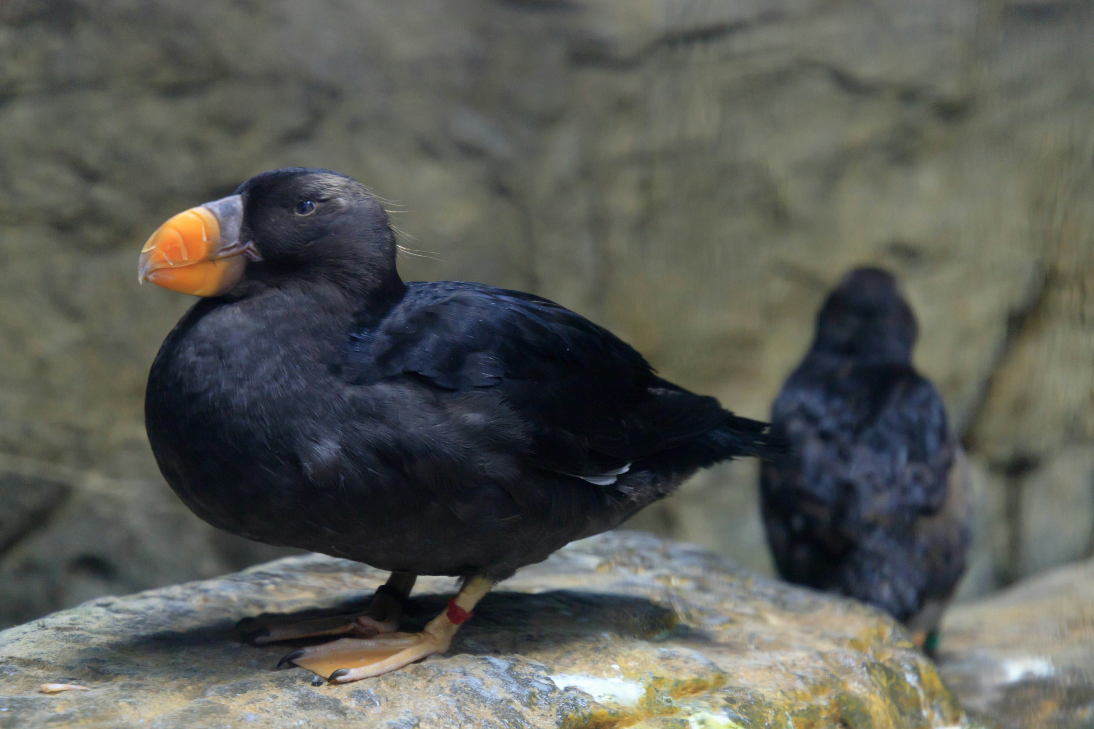 Seekor burung berbulu hitam berdiri di atas batu dengan paruh oranye