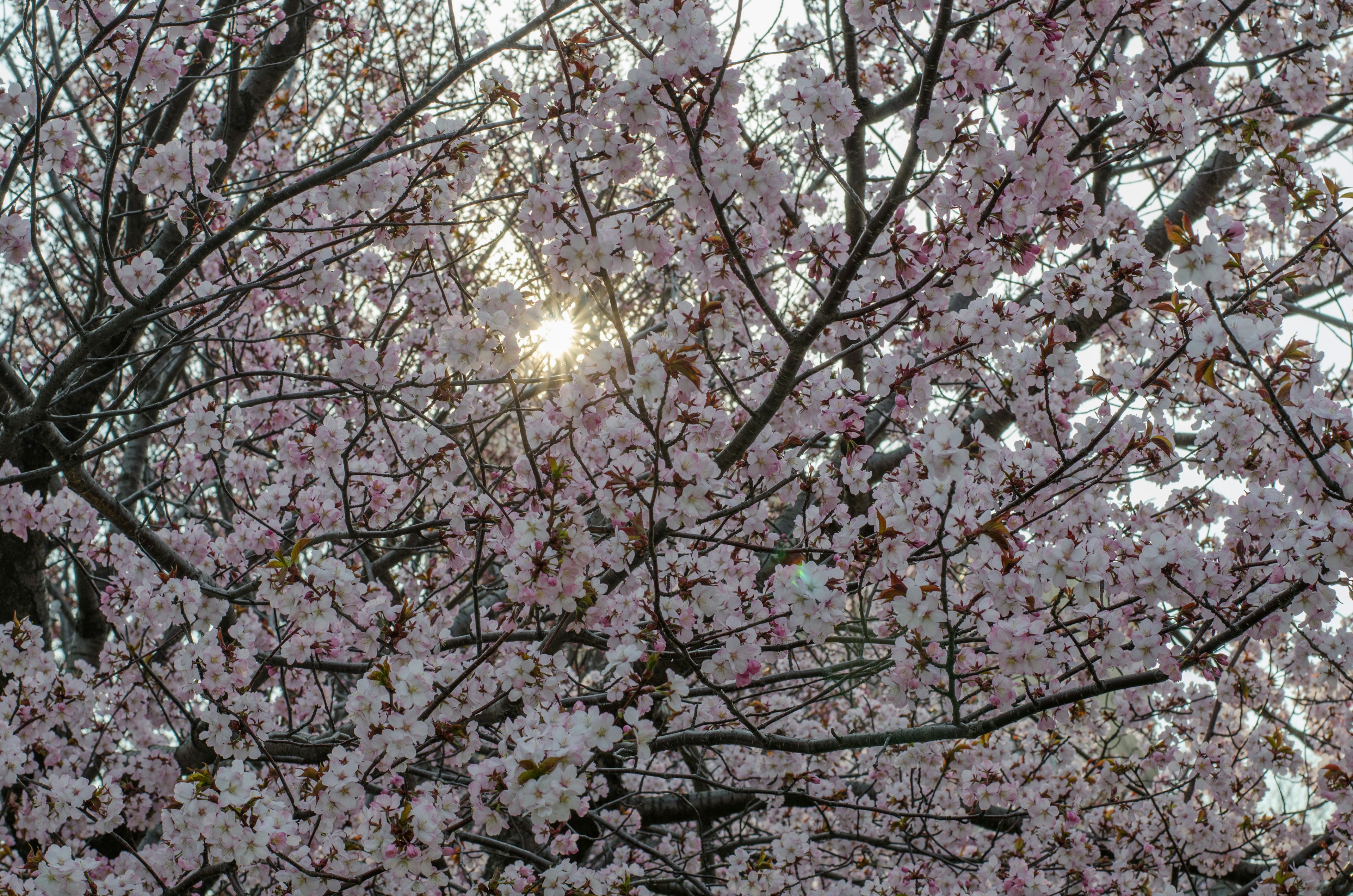 桜の花が咲いている木の間から太陽の光が差し込む風景