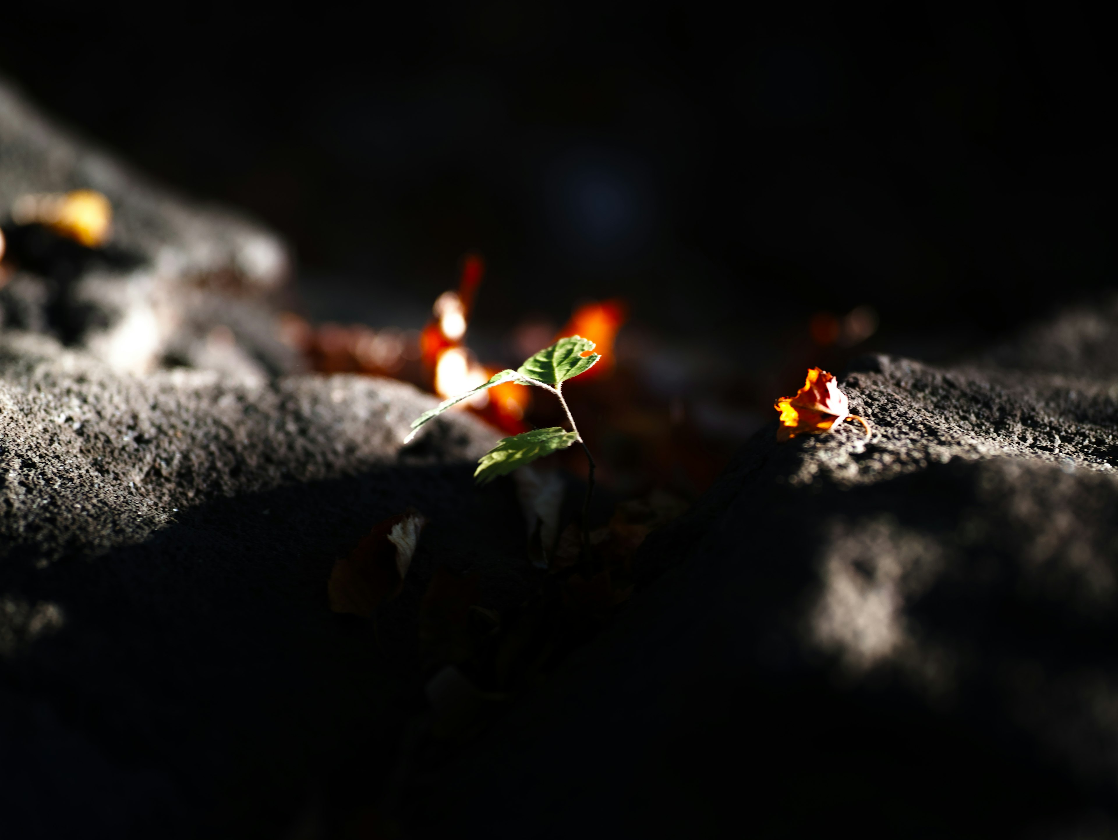 A small green sprout illuminated against a dark background