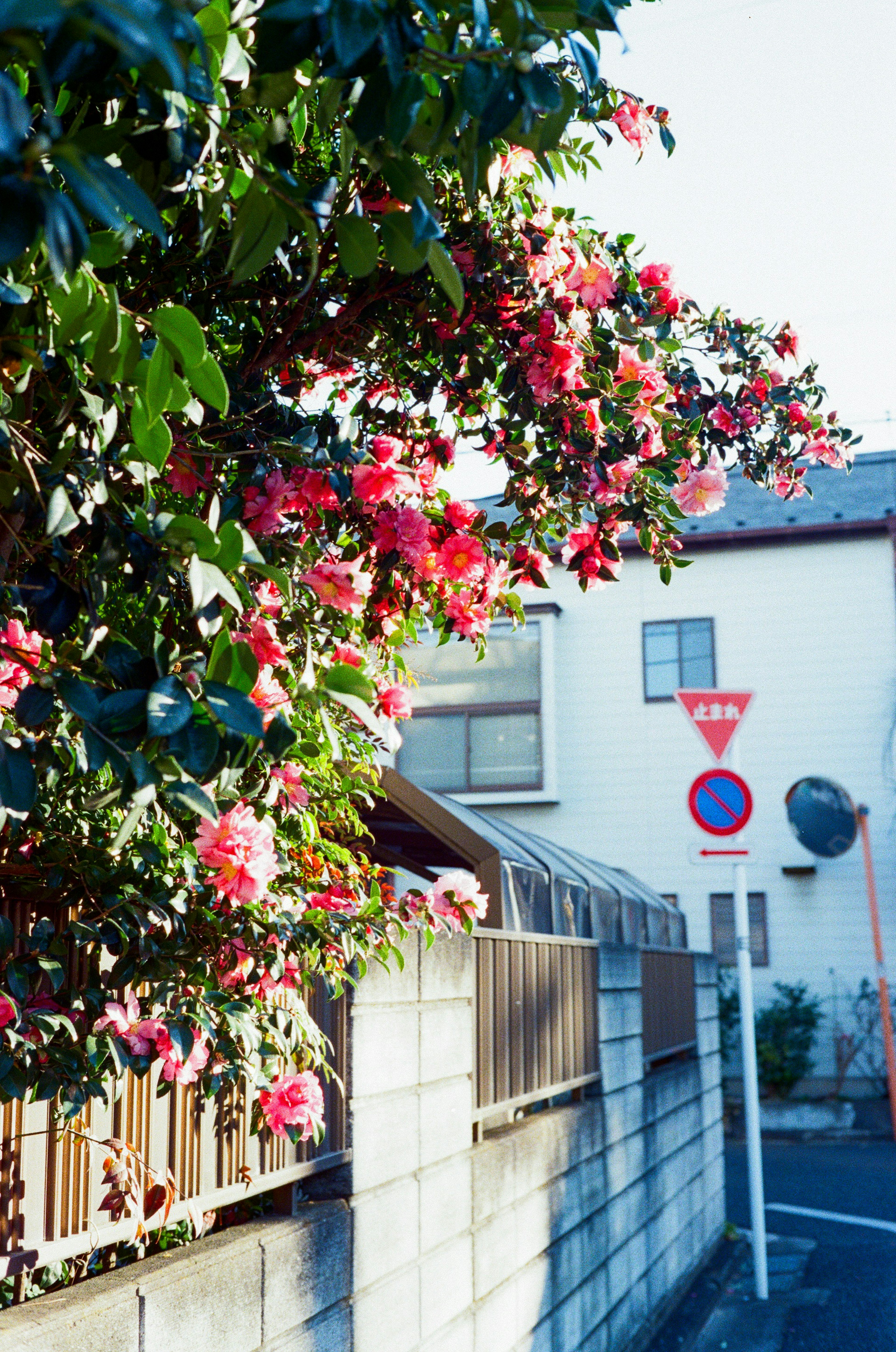 Vista de la calle con un árbol en flor con flores rojas y rosas y una pared de cemento