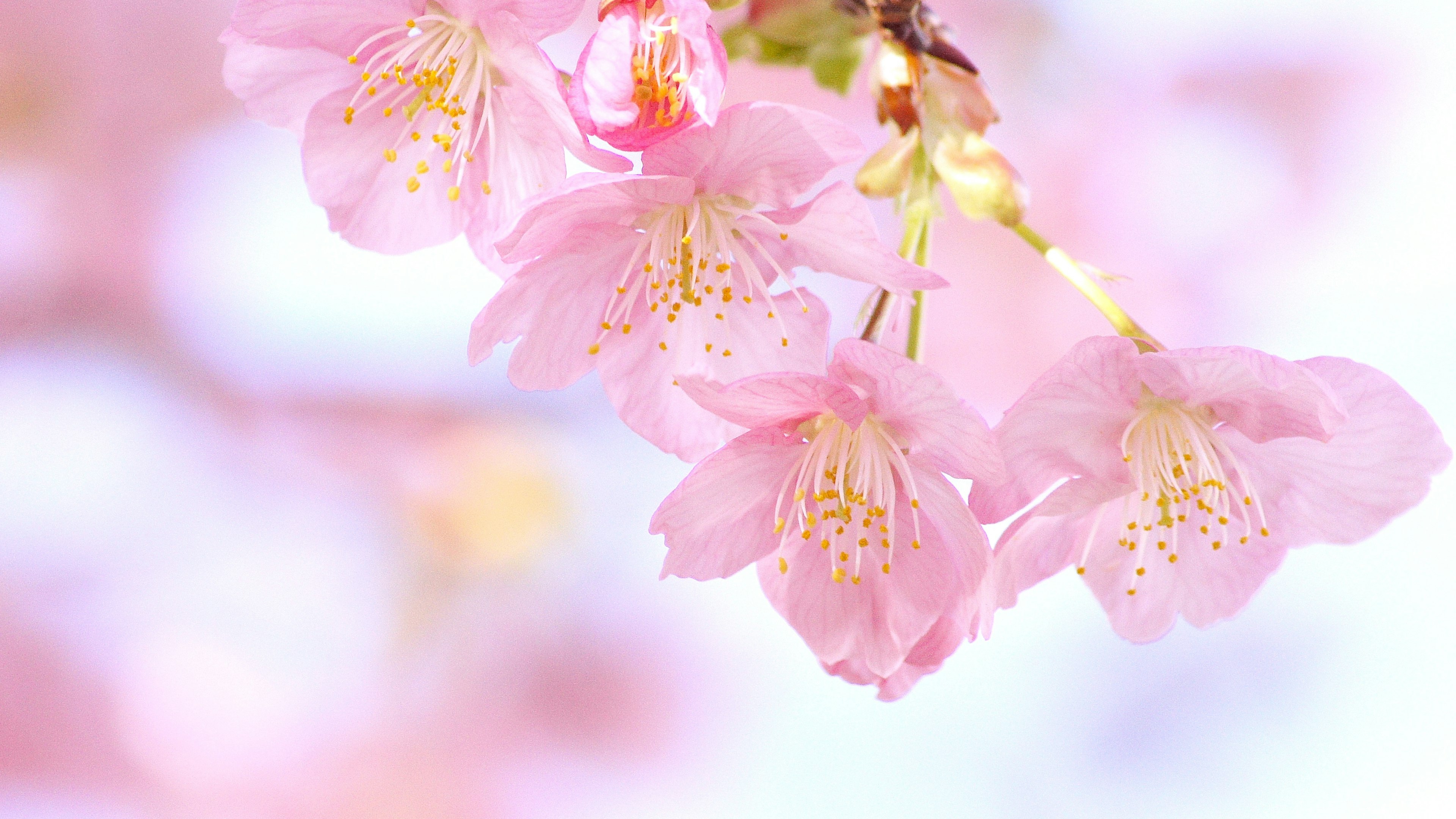 Schönes Bild von blühenden Kirschblüten