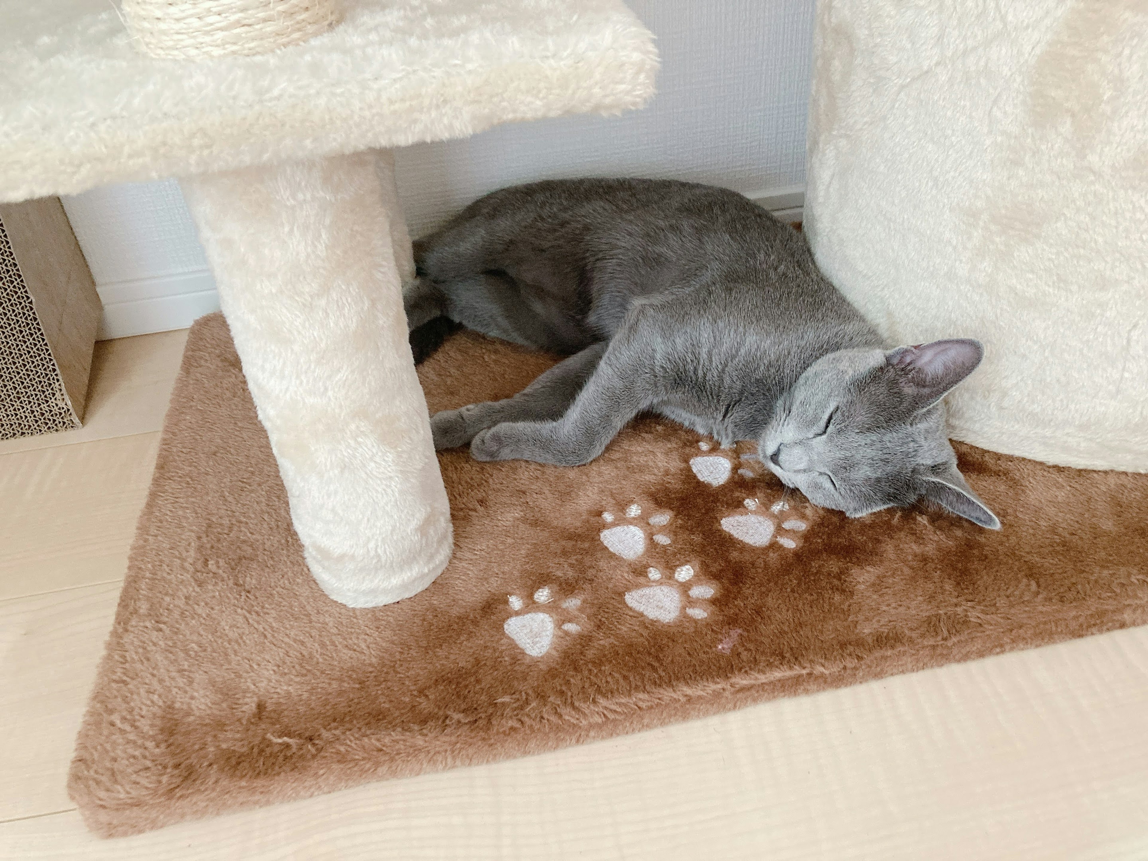 Chat gris dormant près d'une tour à chats empreintes de pattes sur un tapis marron