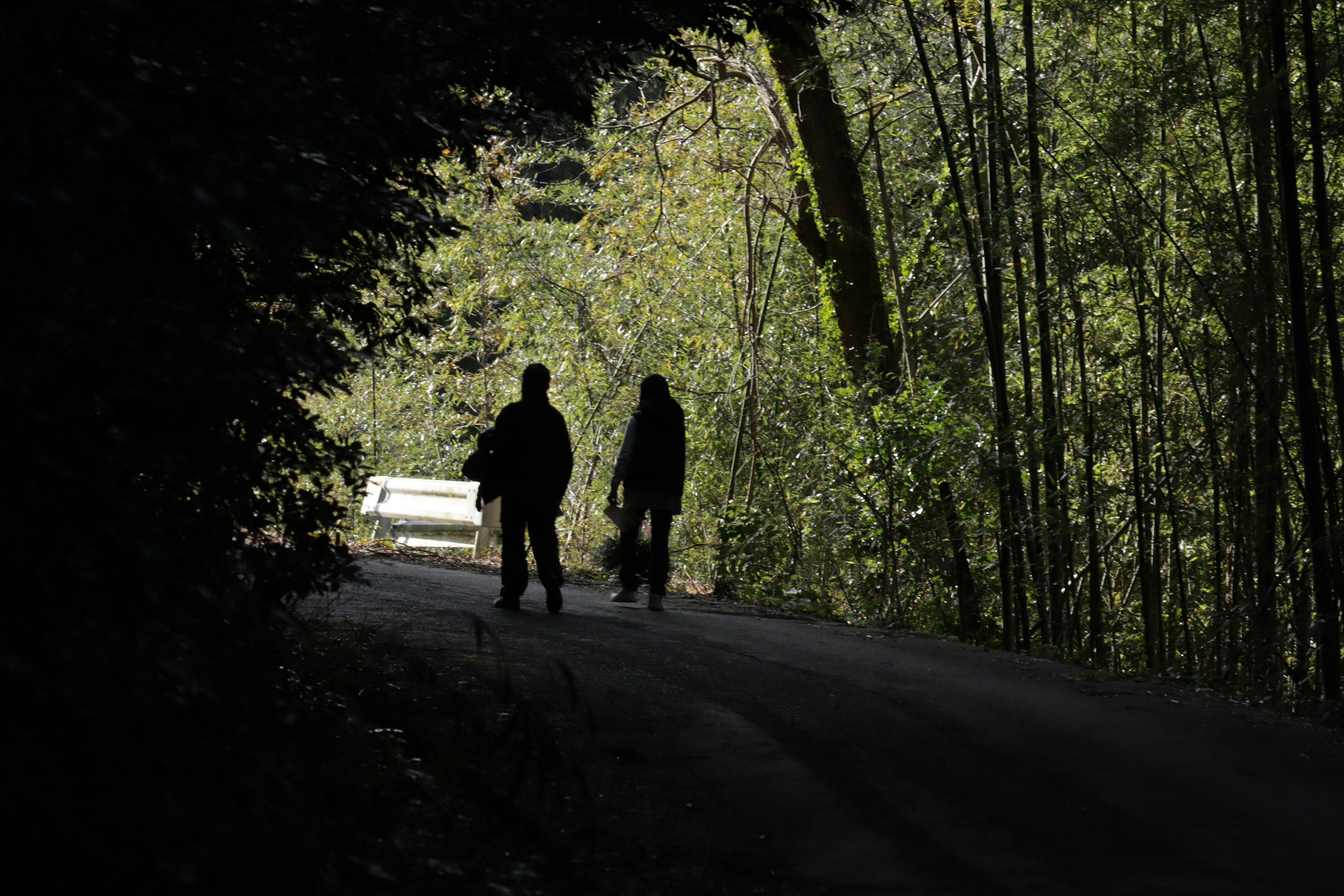 Silhouettes de deux personnes marchant sur un chemin sombre entouré d'arbres verts luxuriants