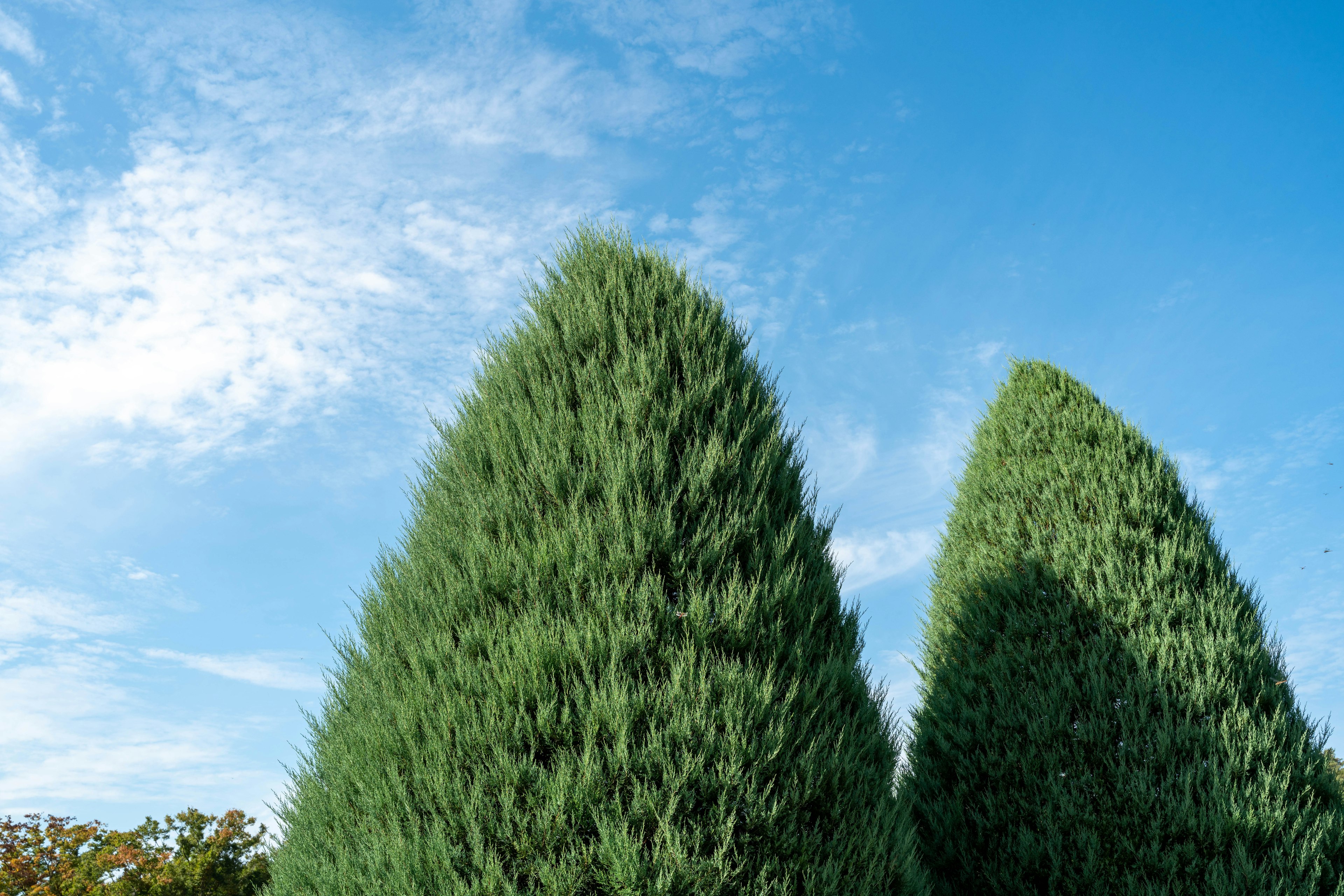 Dos árboles verdes bajo un cielo azul