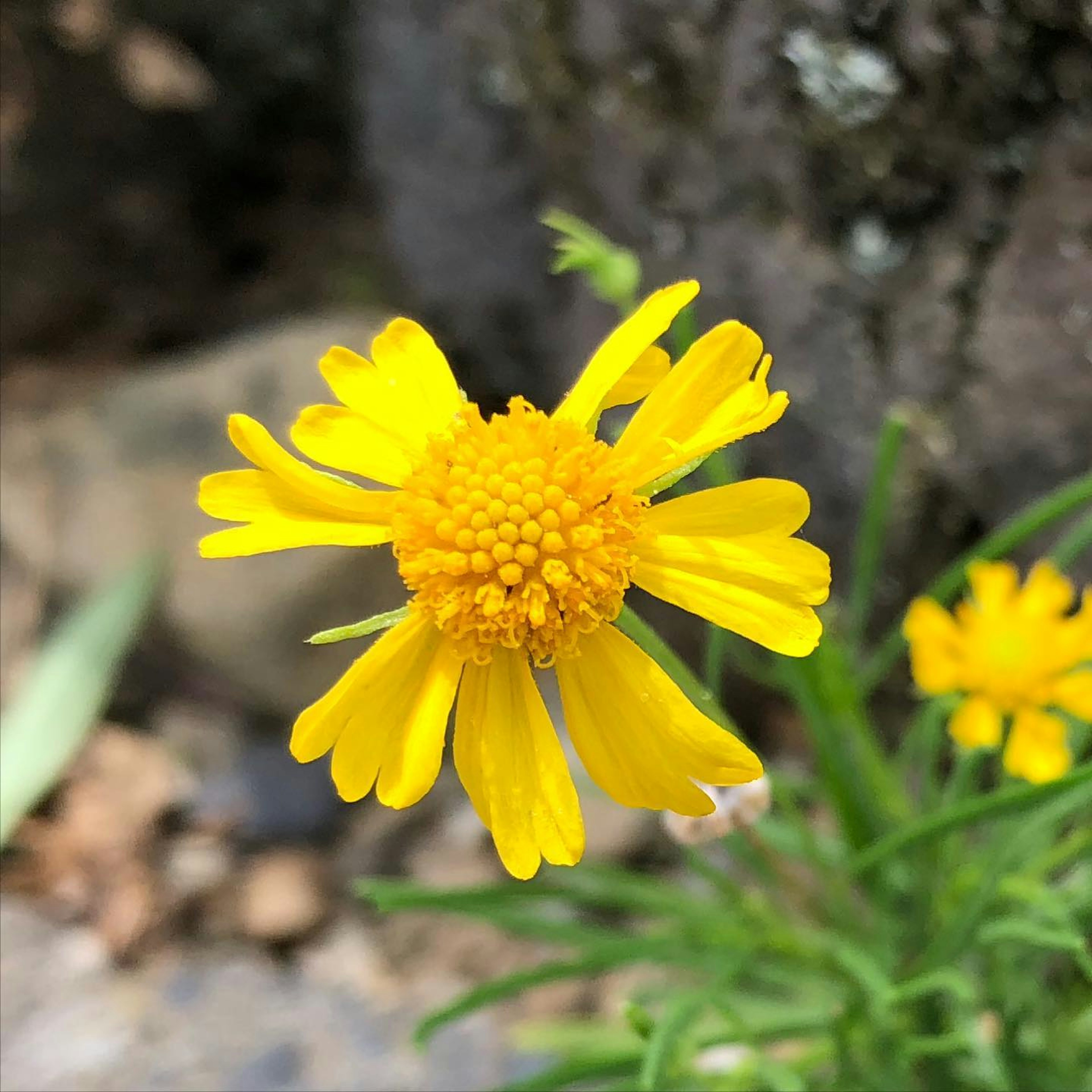 Bright yellow flower blooming amidst blurred green leaves