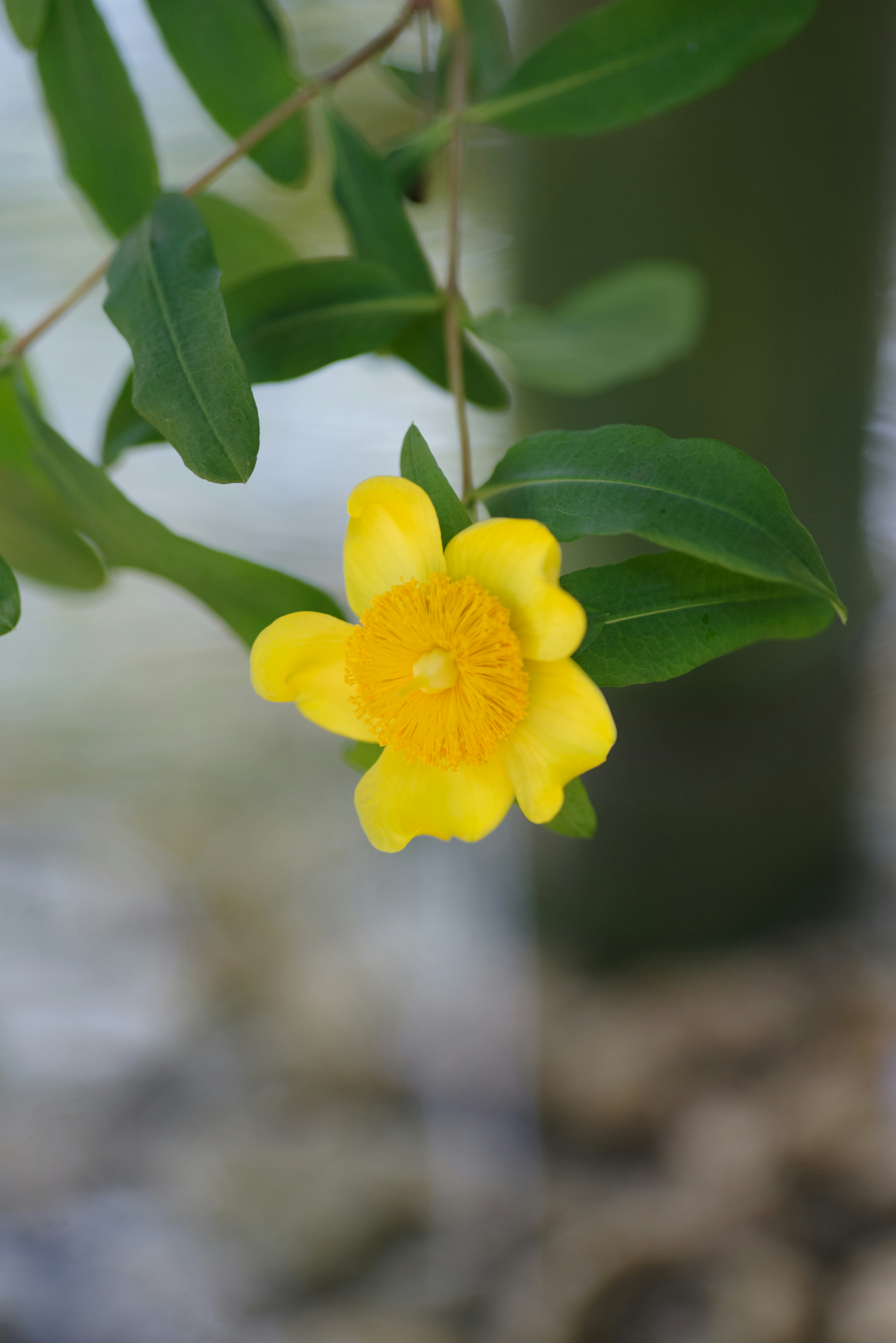 鮮やかな黄色の花が緑の葉の間から垂れ下がっている