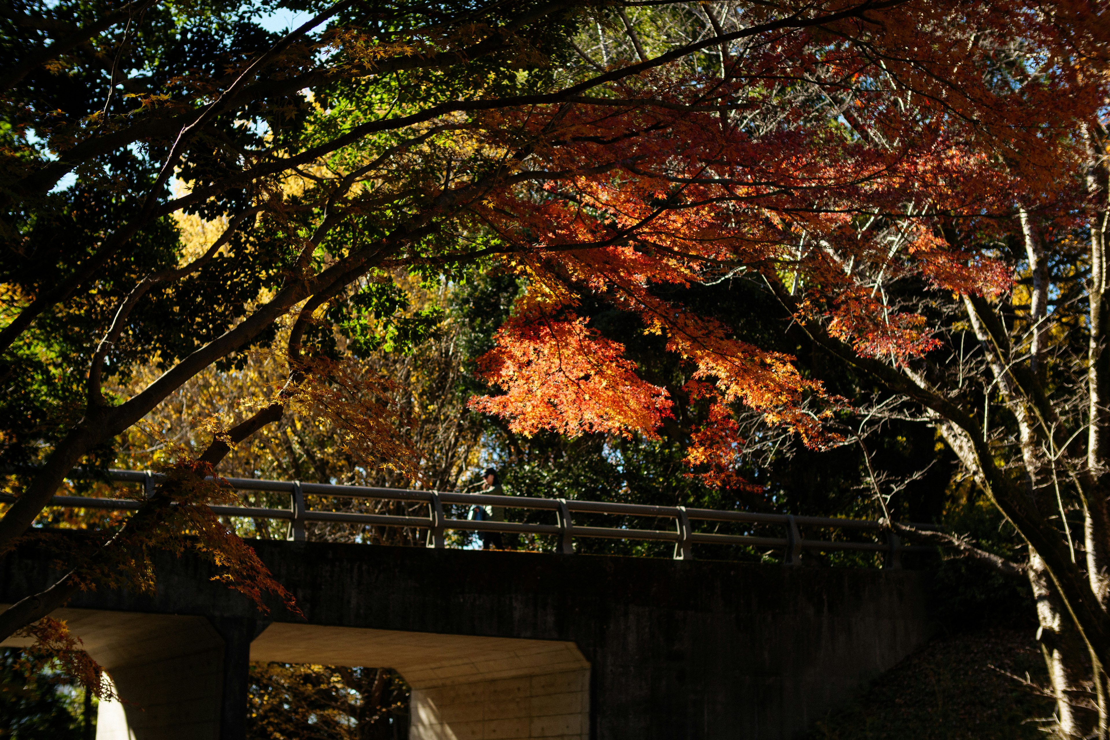 Scenic view of autumn foliage with a bridge