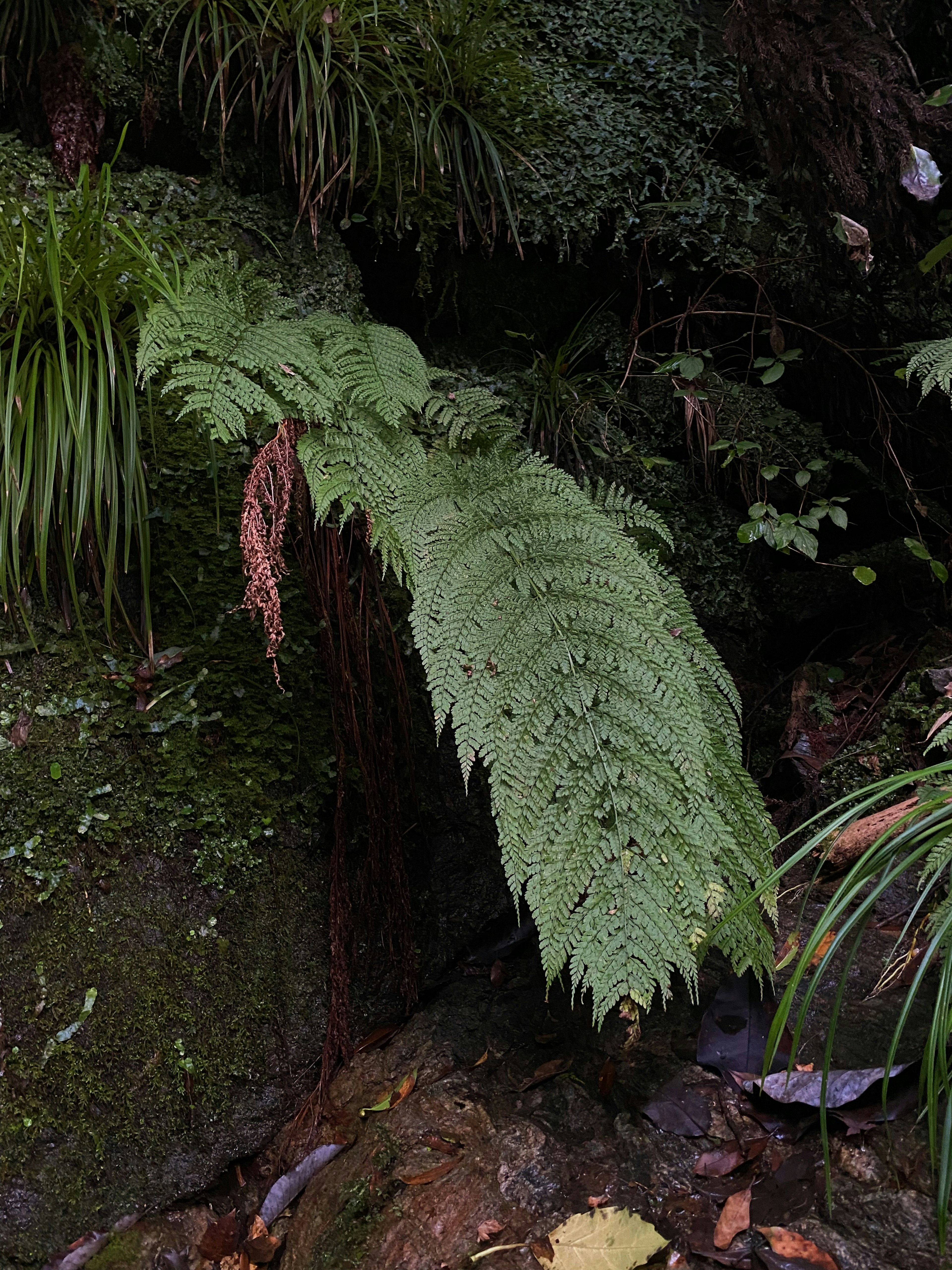 Helecho verde extendiéndose sobre una roca en un ambiente húmedo