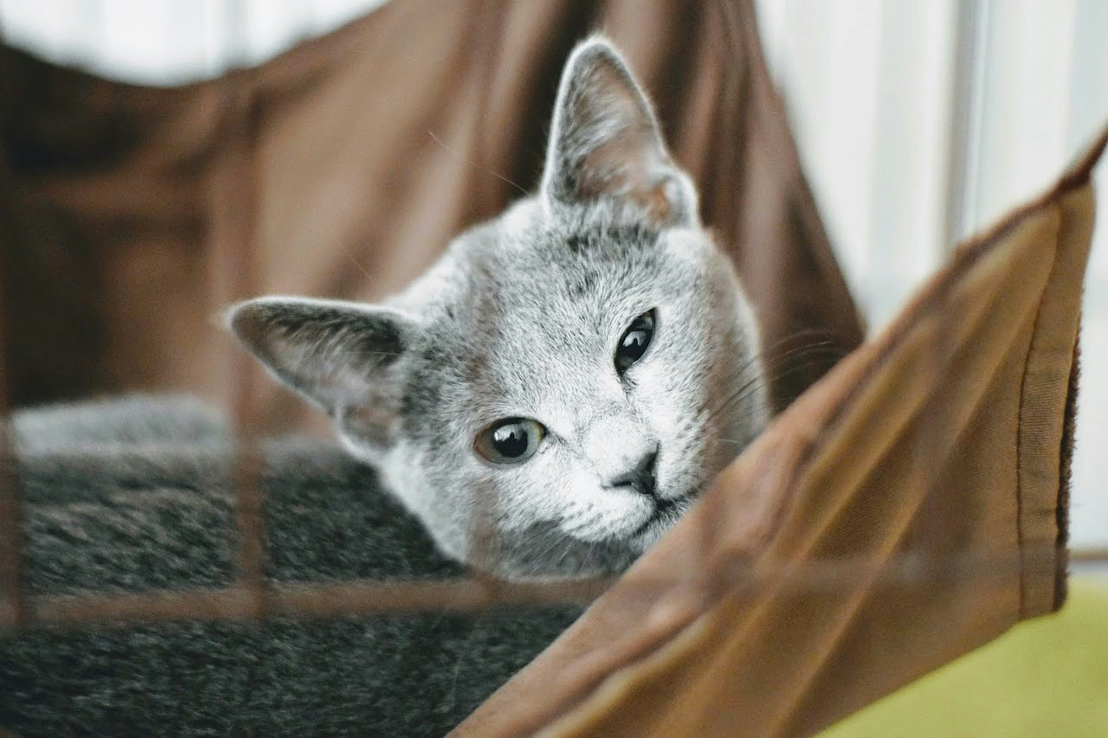 Gray cat resting in a brown hammock