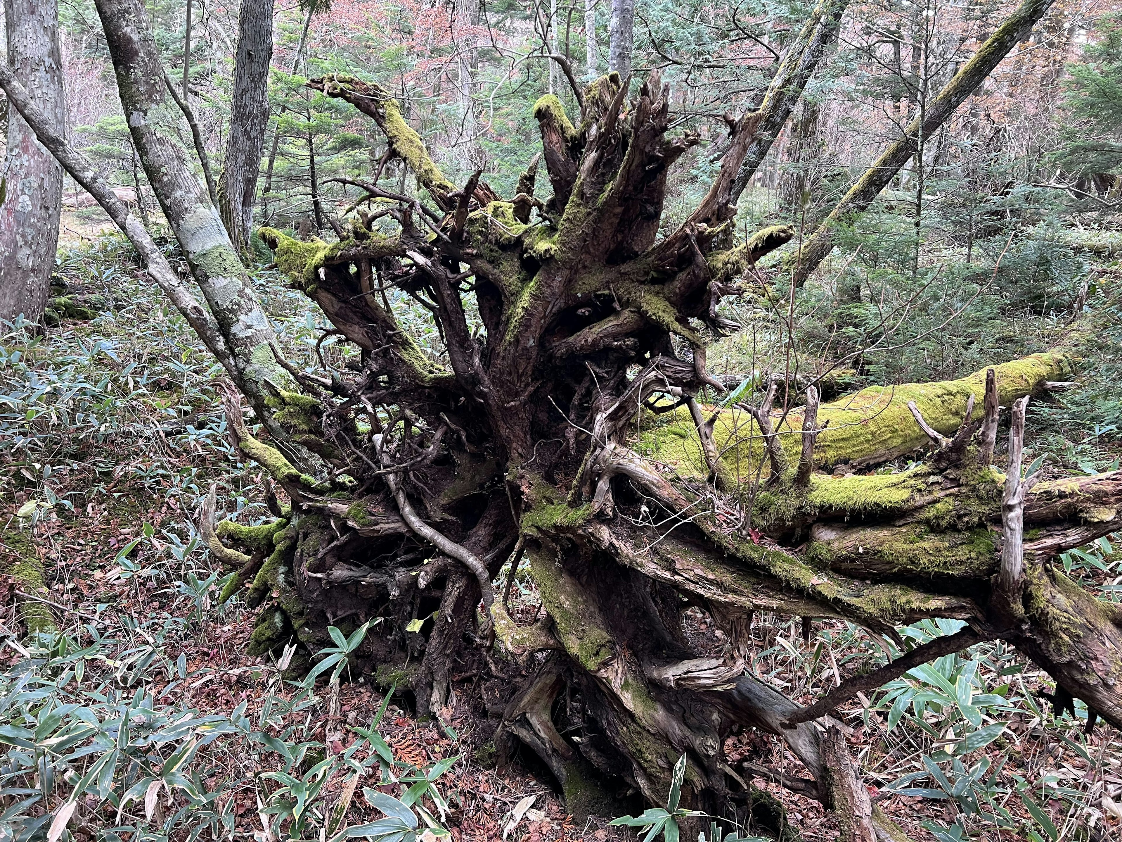 Foto di un albero sradicato coperto di muschio in una foresta