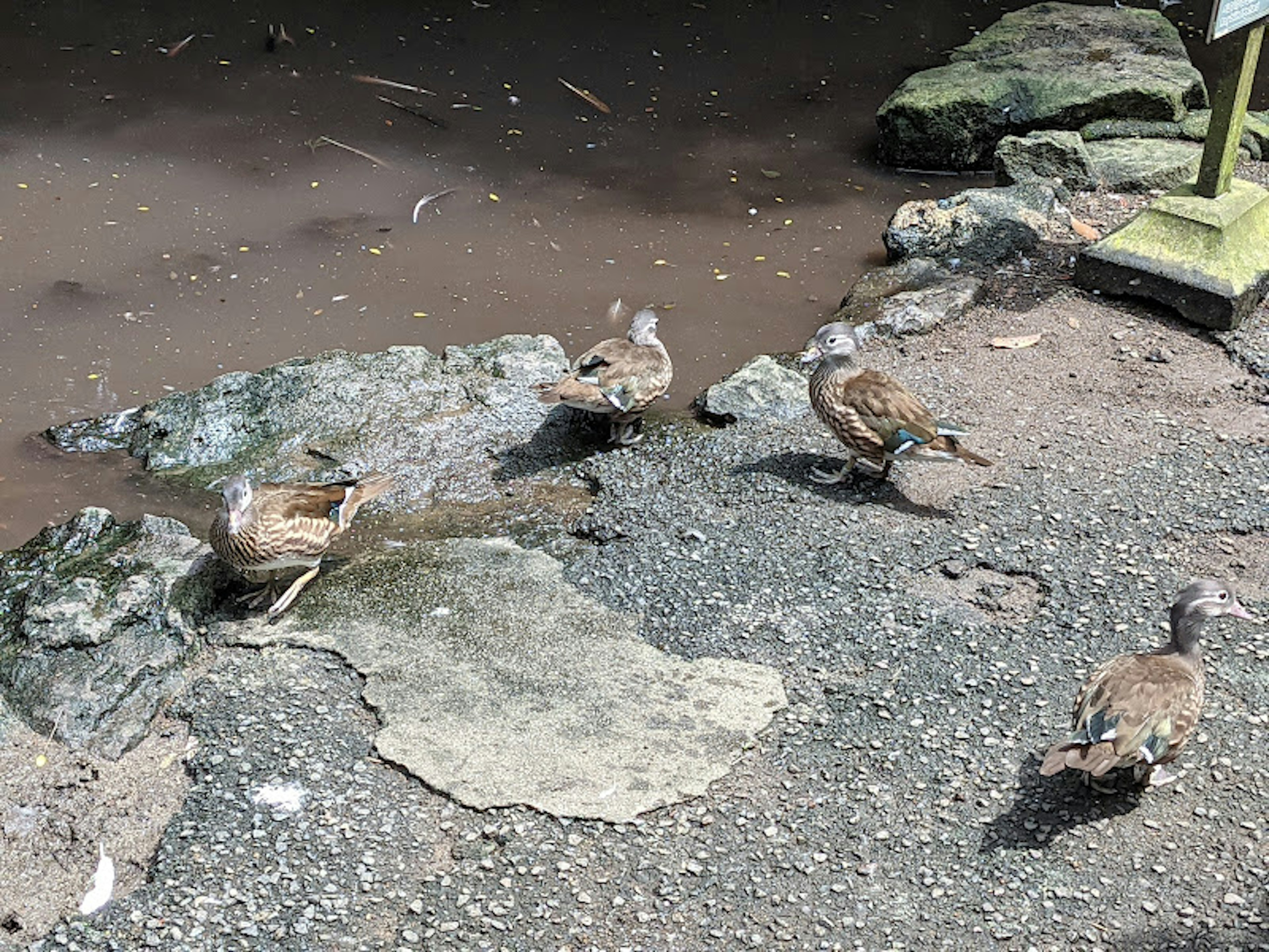 Small birds gathered near the water on rocks