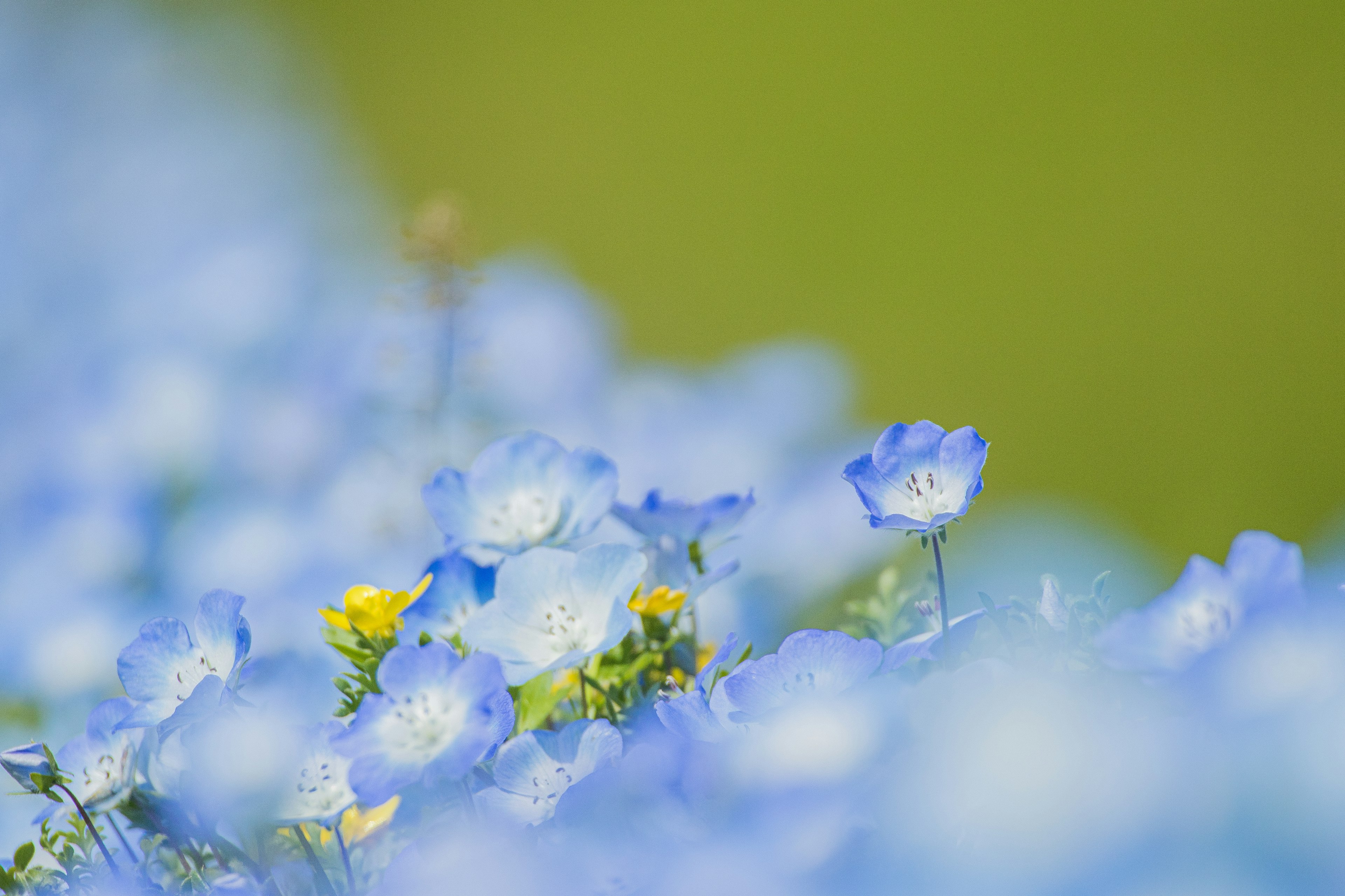 Feld mit blauen Blumen vor einem sanften grünen Hintergrund