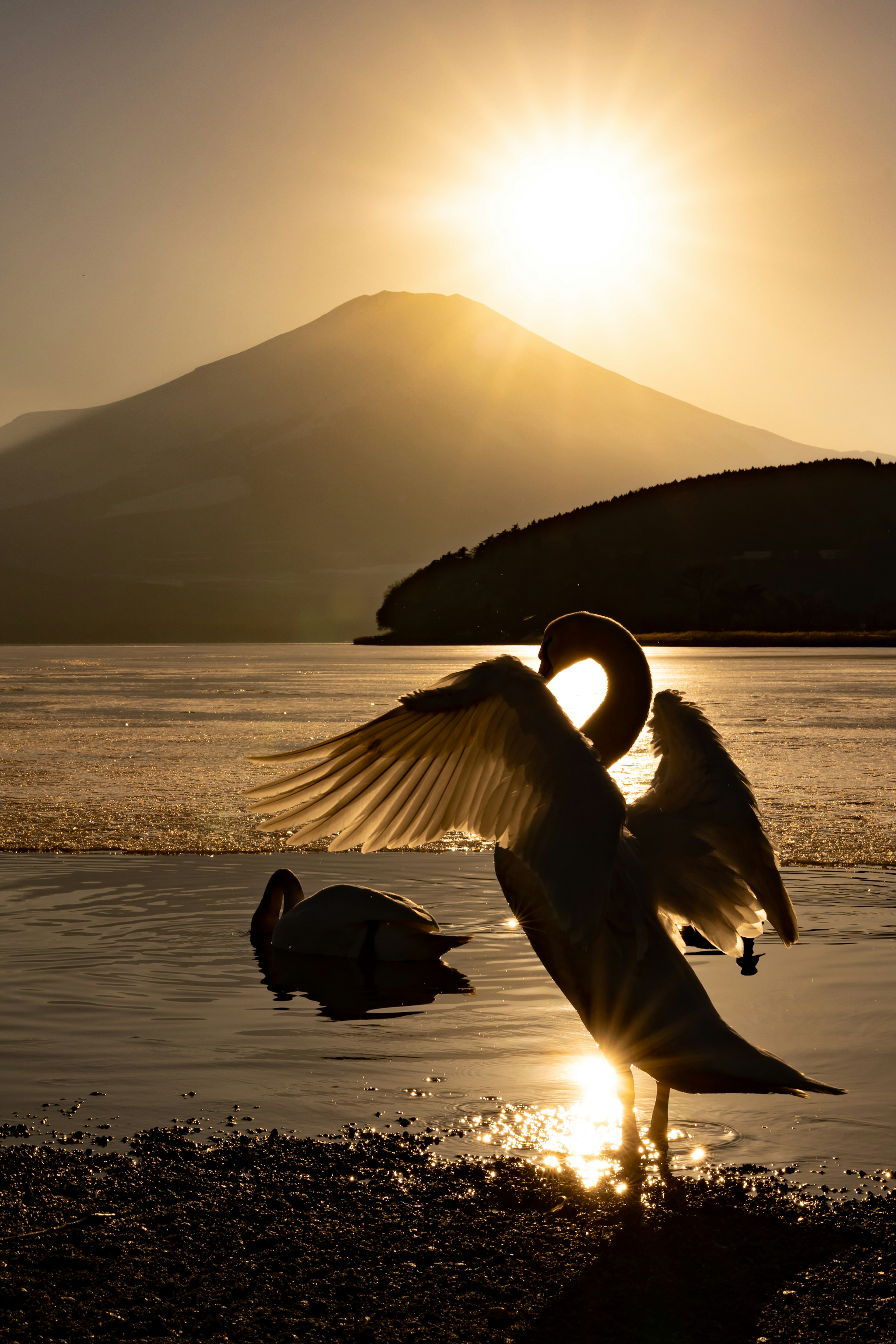 湖に浮かぶ白鳥と山のシルエットの夕日