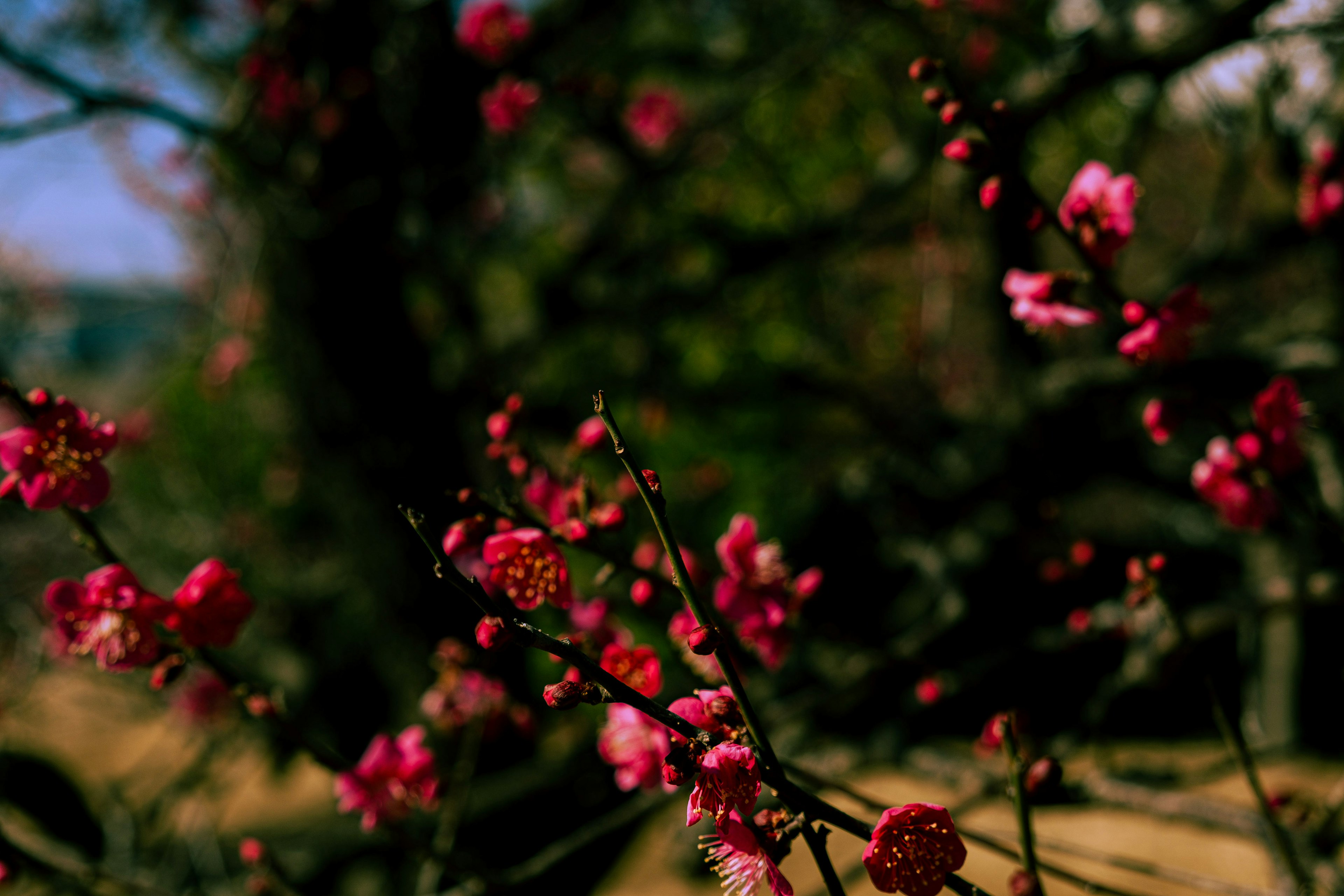 Close-up of branches with pink flowers against a green background