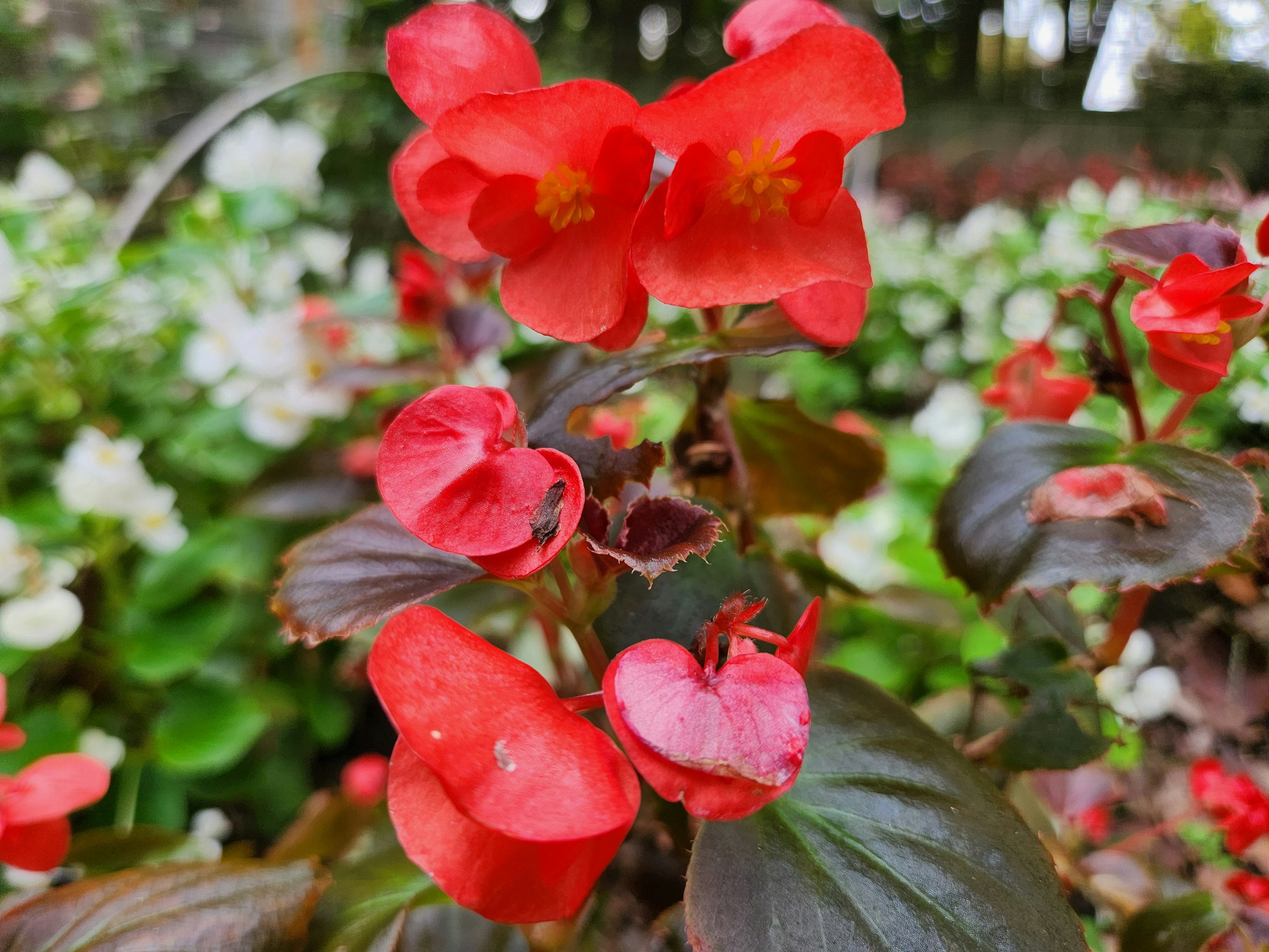 Nahaufnahme von roten Begonienblüten, die an einer Pflanze blühen