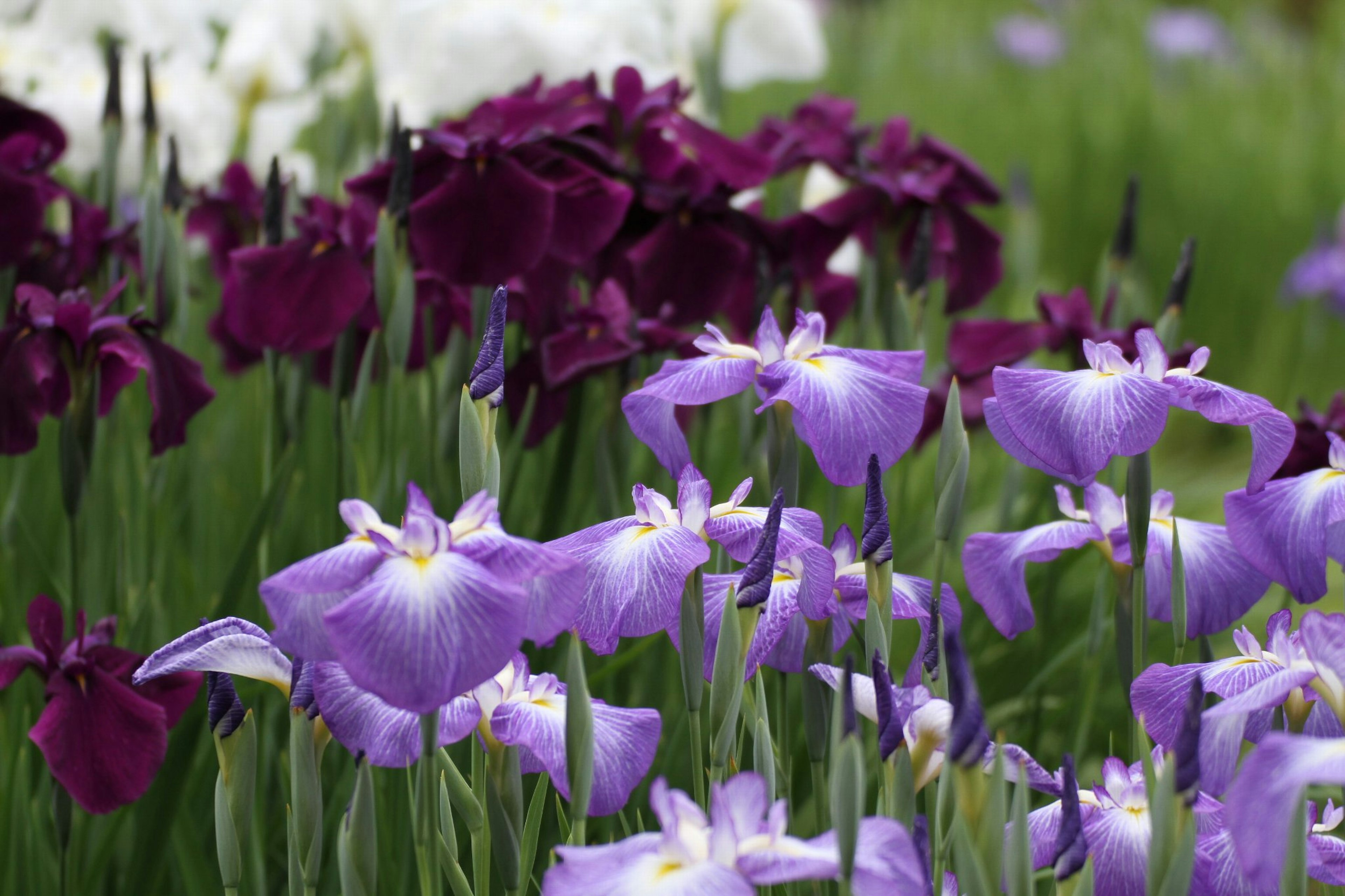 Un hermoso campo de flores con grupos de flores moradas y oscuras