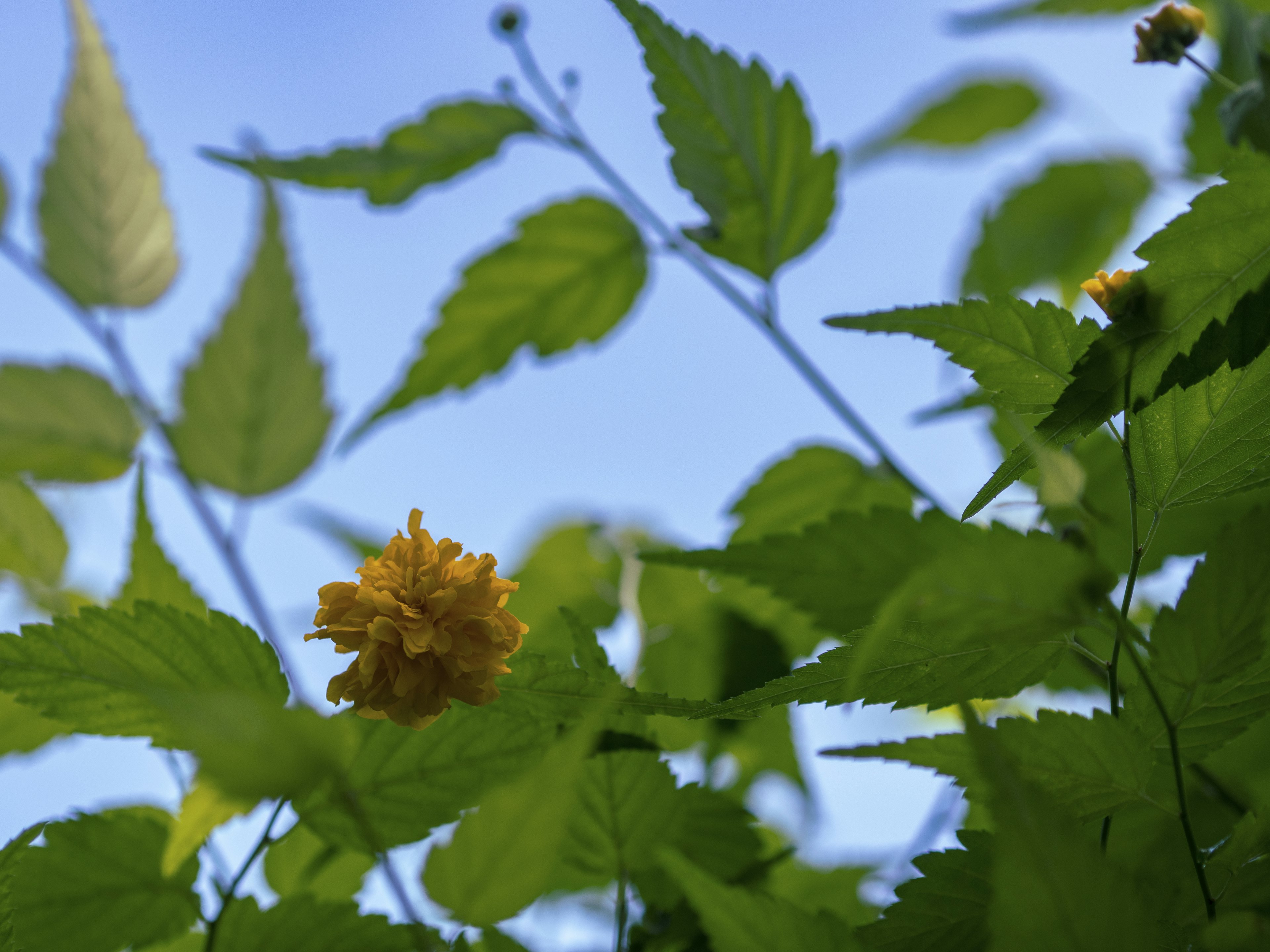 Yellow flower surrounded by green leaves against a blue sky